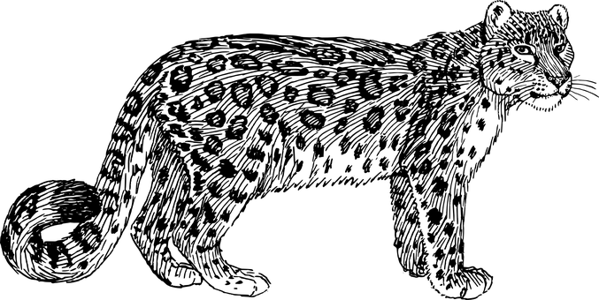 暗夜中的豹 壁紙