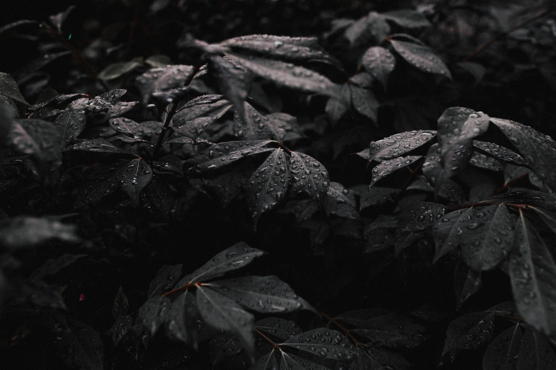 森林中暗濕樹葉的特寫，帶有雨滴。 — 深色引言 壁紙