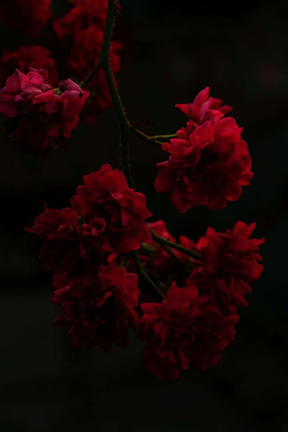 紅玫瑰美學 — 玫瑰 GIF 壁紙