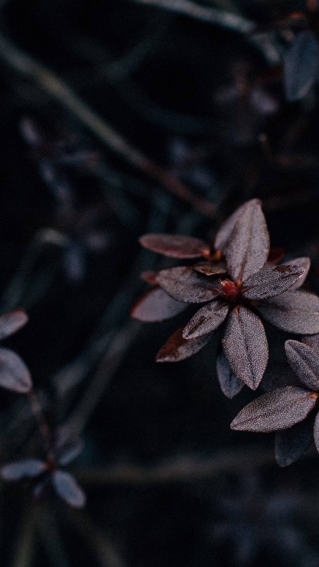 花 桌布 壁紙 — 暗紫色葉片的特寫，上面有露珠在模糊黑色背景上柔和發光。