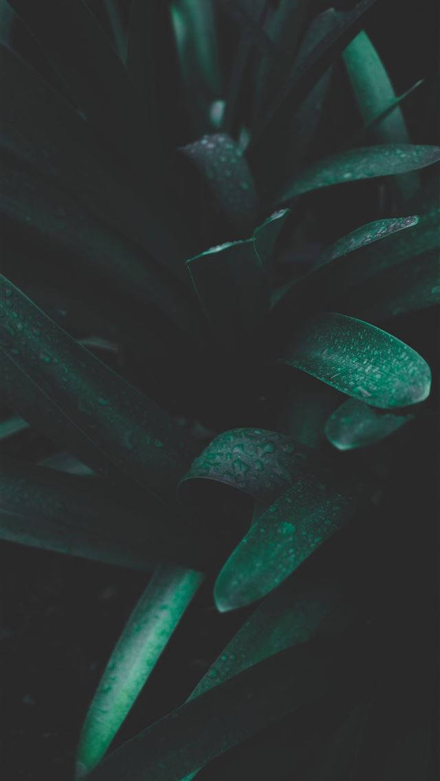 自然 桌布 壁紙 — 暗綠色多肉植物葉片特寫，在陰影背景上閃爍著水滴。
