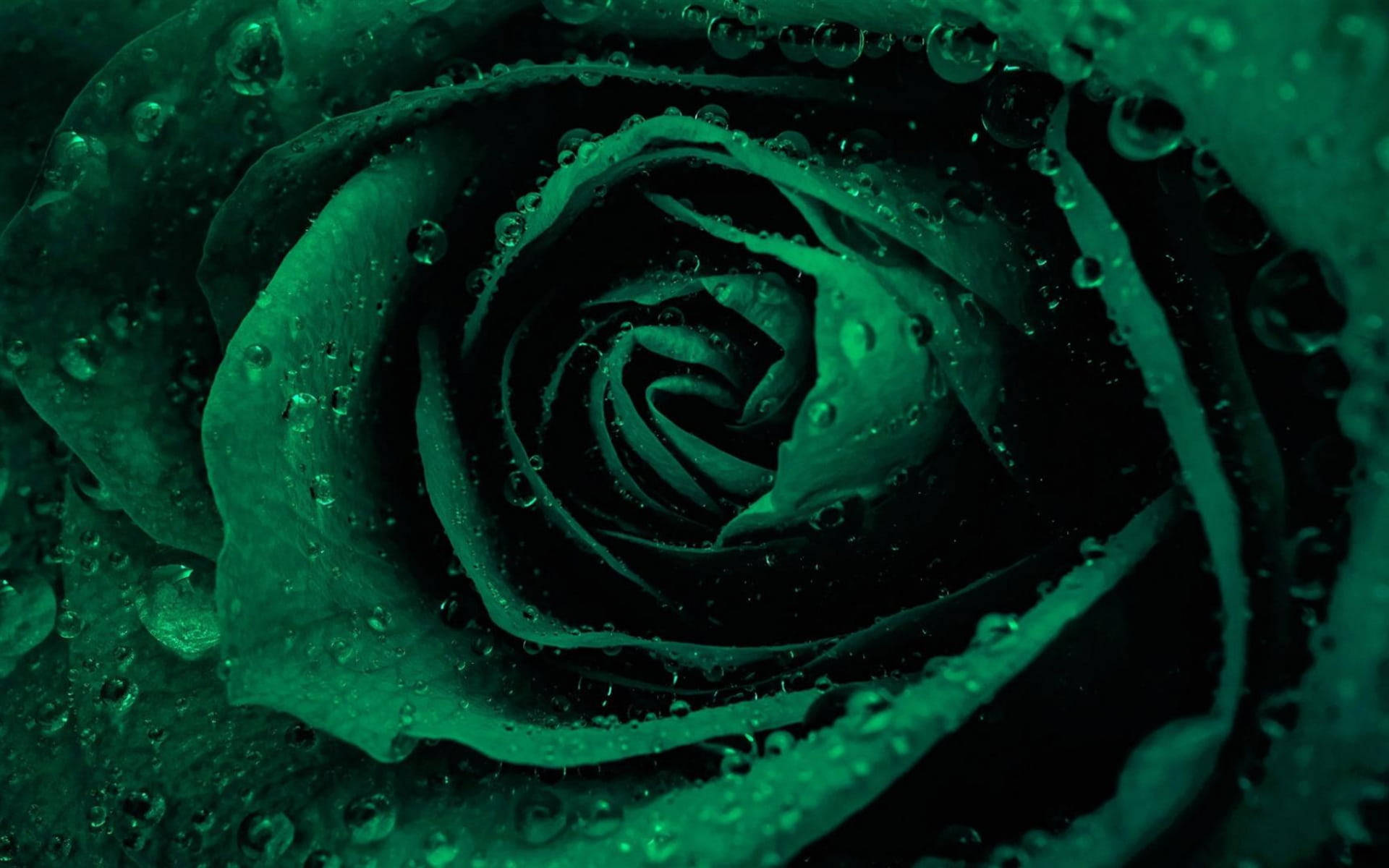 Rose Flower 桌布 壁紙 — 暗綠色玫瑰的特寫，在陰暗的燈光下，水滴在其天鵝絨般的花瓣上閃閃發光。