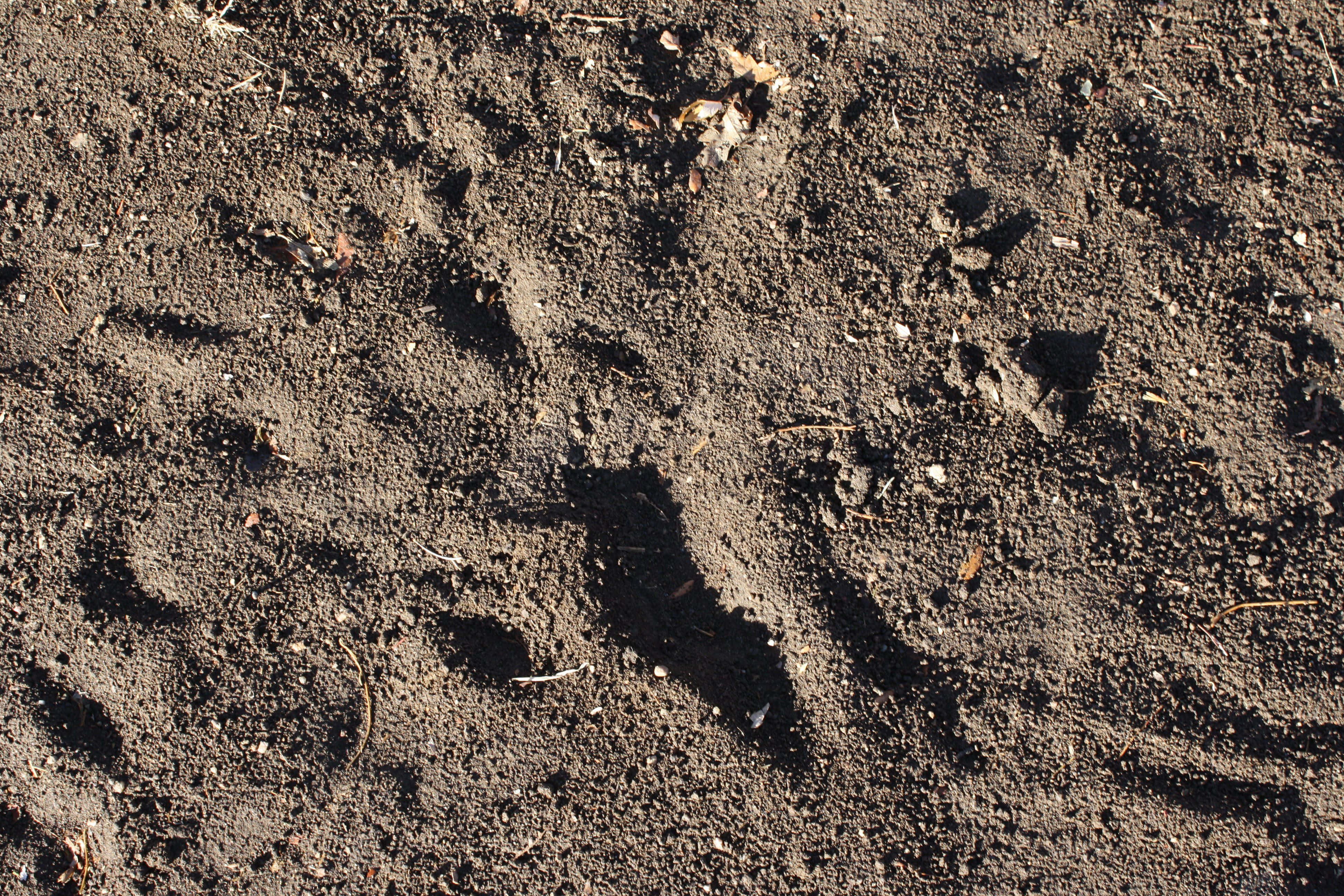 Dirt 桌布 壁紙 — 暗色土壤上散落乾葉和清晰動物爪印的特寫，在明亮陽光下。