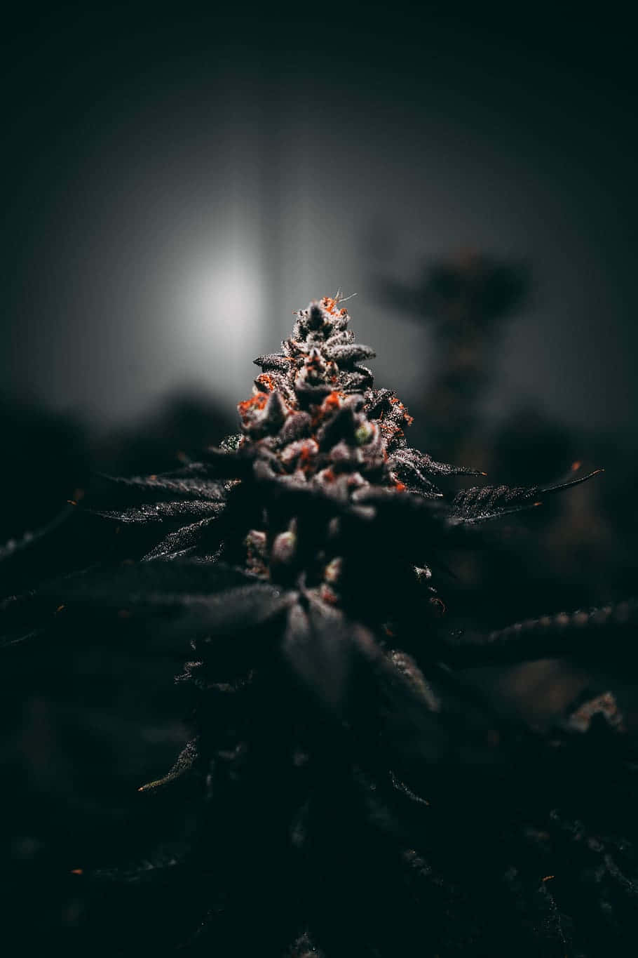 Plant 桌布 壁紙 — 暗色大麻花蕾的特寫，帶有橙色雌蕊，在柔和背光下發光，背景模糊陰暗。