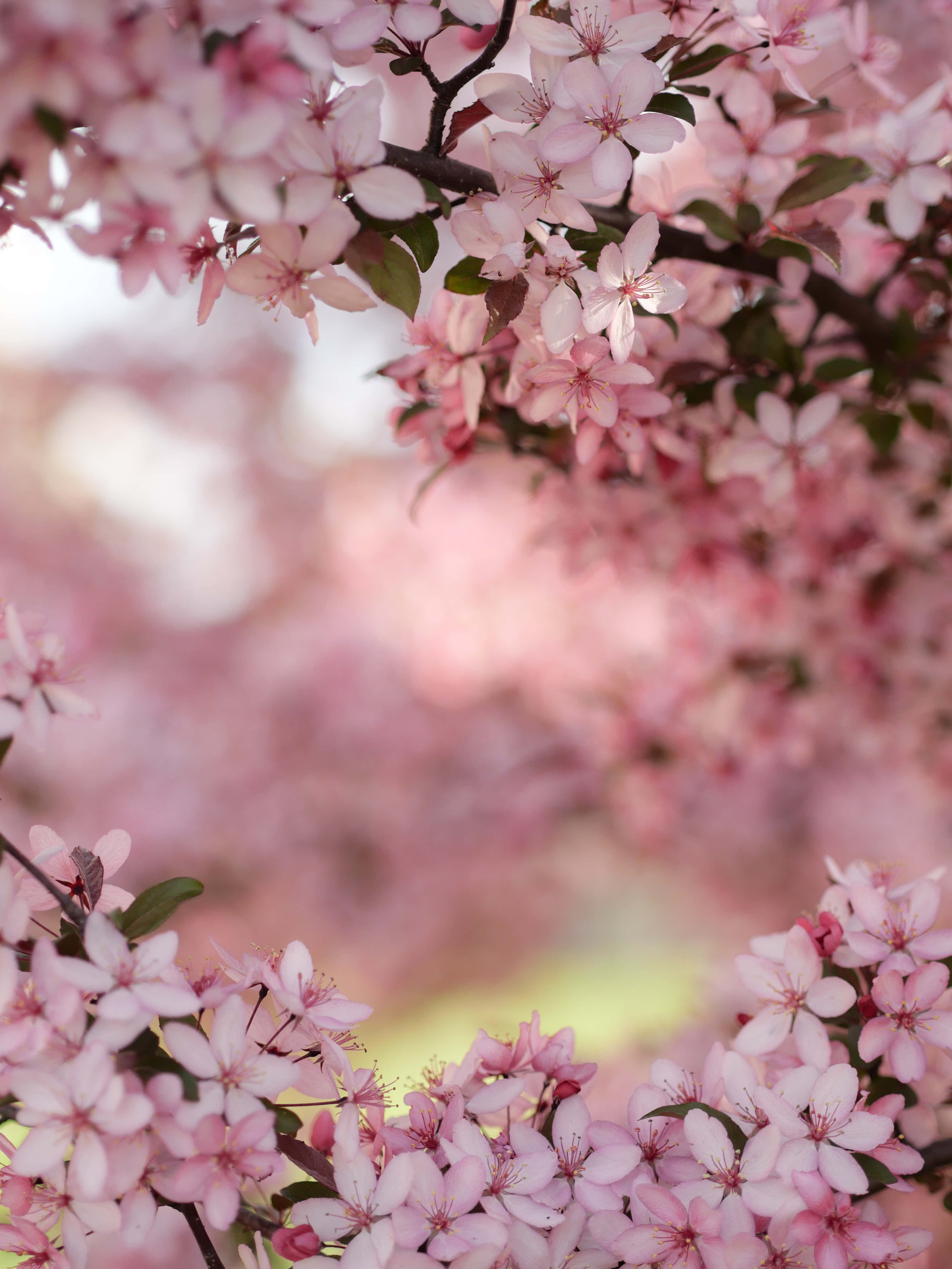 Beautiful Flower 桌布 壁紙 — 暗色樹枝上嬌嫩粉紅櫻花的特寫，背景柔和模糊。