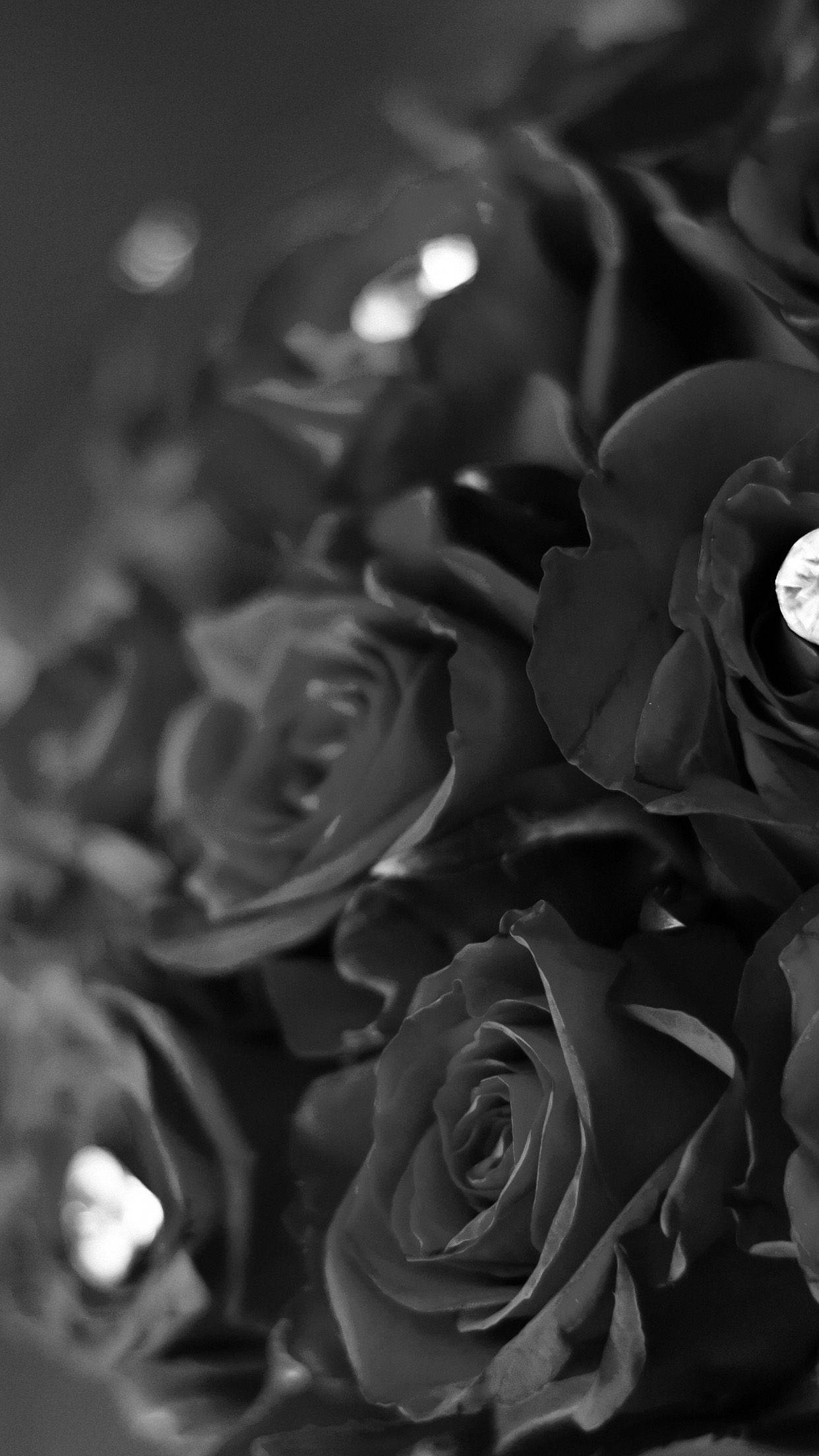 Flowers 桌布 壁紙 — 暗色玫瑰的單色特寫，帶有柔和散景高光和深色陰影，突顯其天鵝絨般的質感。