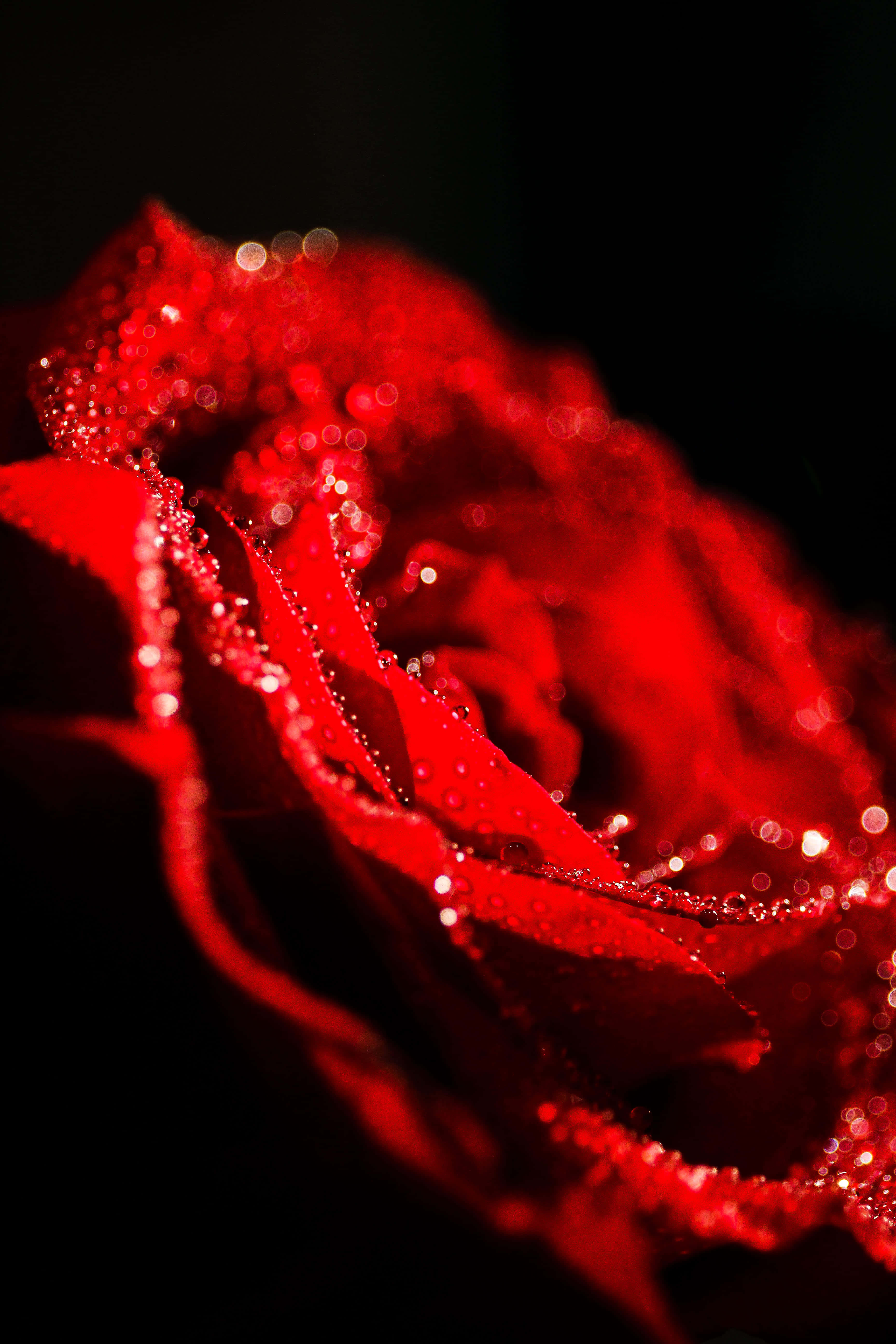 Red Roses 桌布 壁紙 — 暗色背景下，一朵鮮豔的紅玫瑰特寫，帶有閃爍的水珠。
