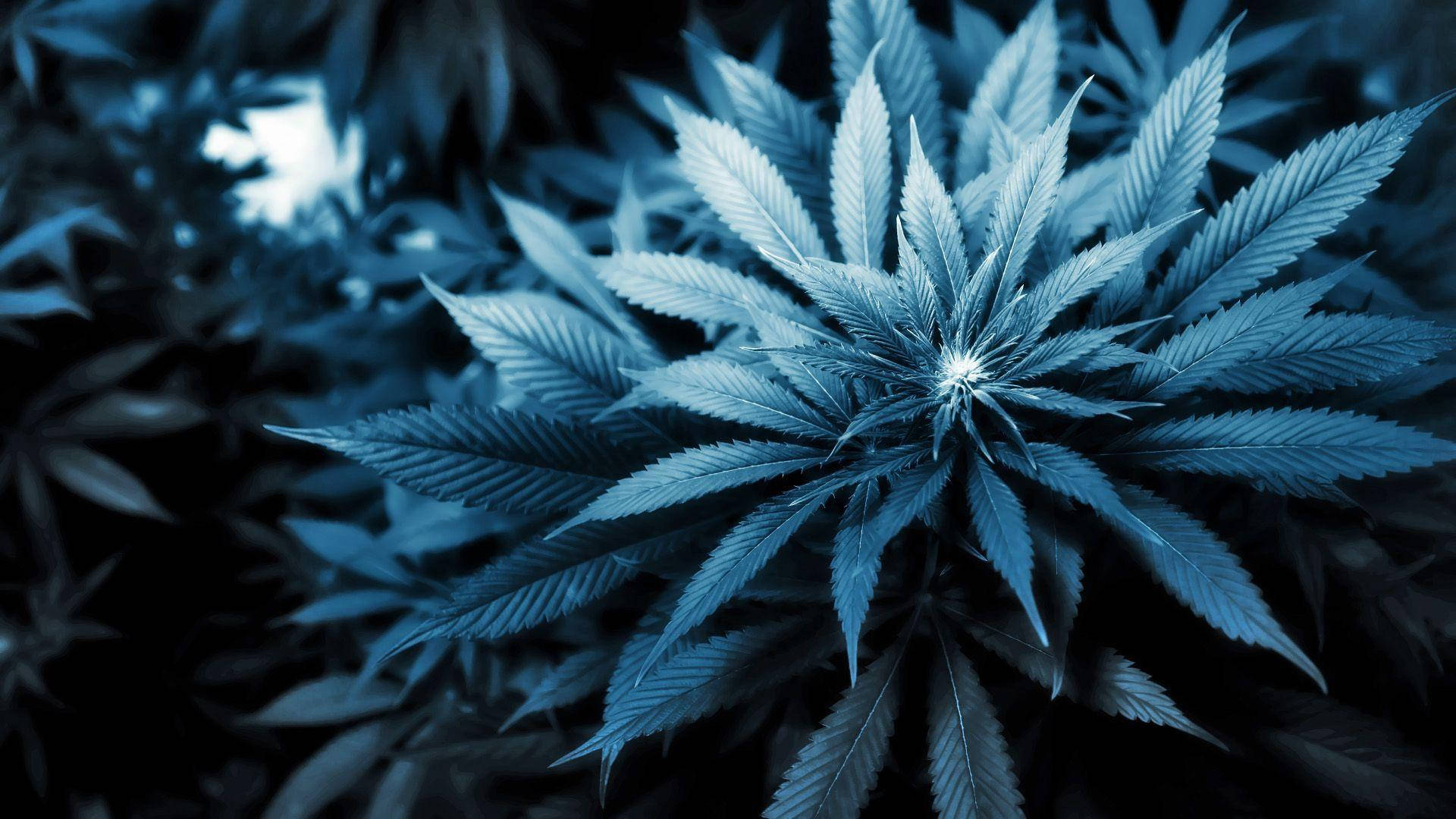 大麻 桌布 壁紙 — 暗色背景下，大麻植物帶有鋸齒狀葉片在冷藍光下發光的特寫。