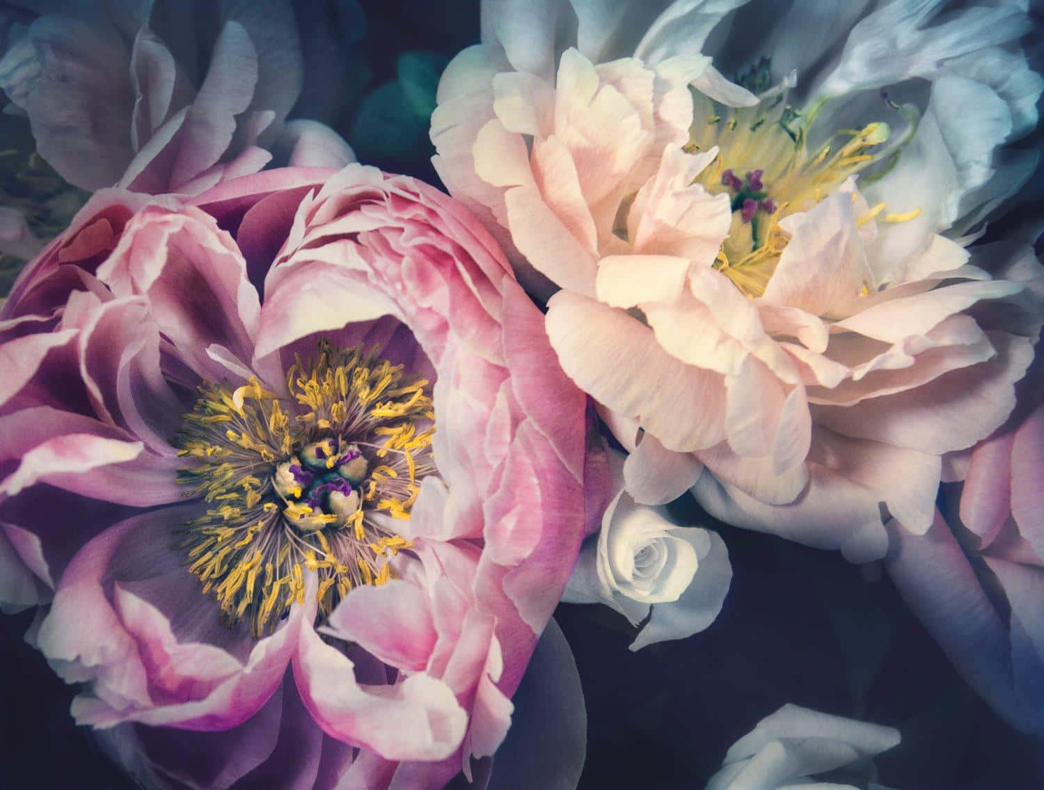 Peony 桌布 壁紙 — 暗黑氣氛背景下，茂密粉紅和奶油色牡丹花近距離特寫，帶有黃色雄蕊。