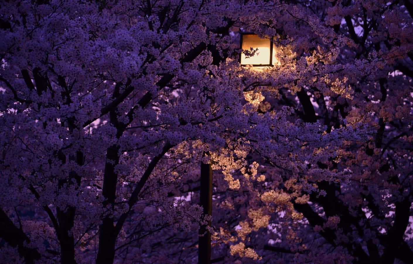 Spring Lights 桌布 壁紙 — 暮色中，一盞發光的燈籠依偎在茂密的紫色櫻花叢中，透過精緻的花瓣散發出溫暖的光芒。