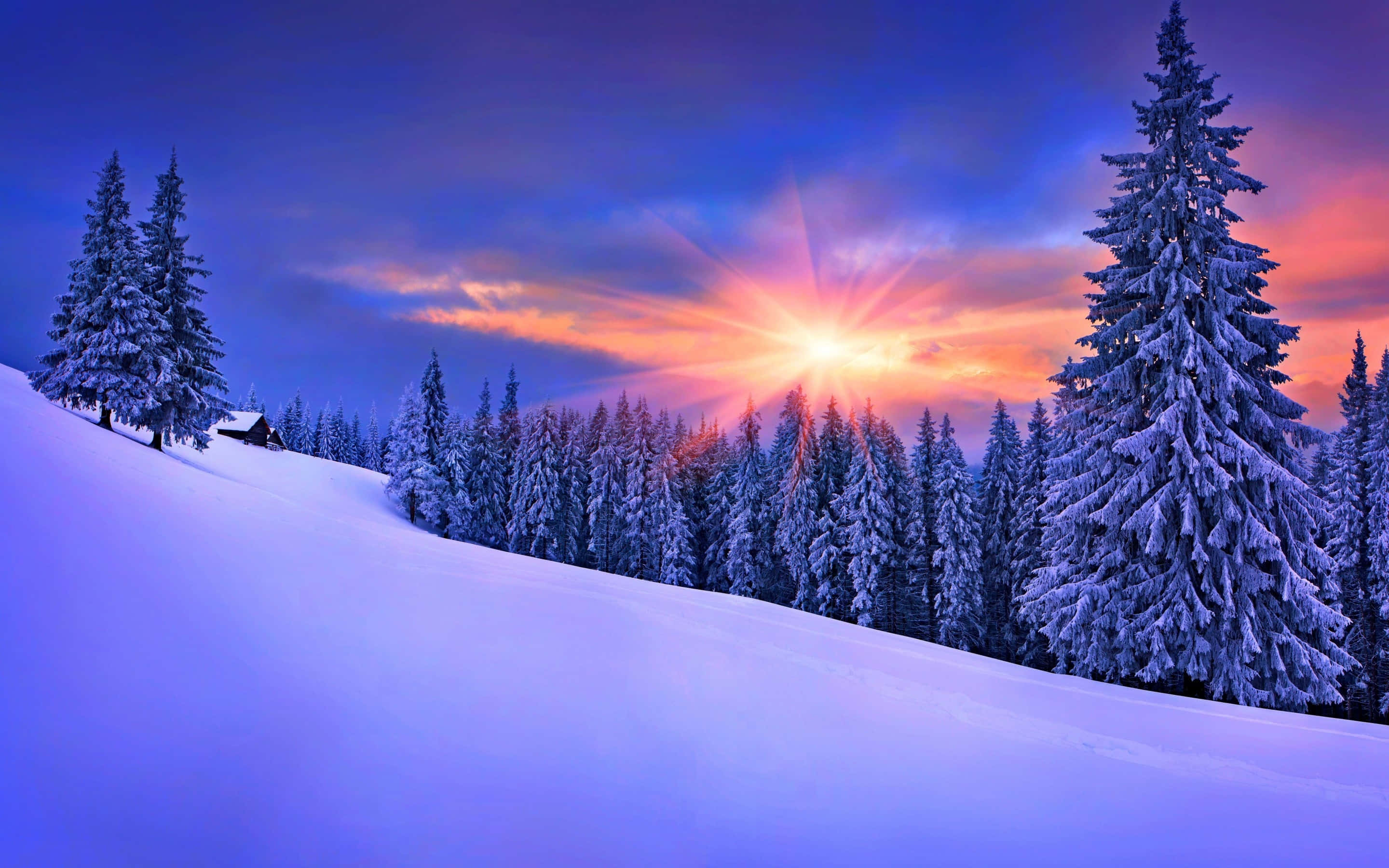 Winter Sun 桌布 壁紙 — 暮色中，陽光穿透白雪覆蓋的松林，在霜凍的山坡和孤獨的小屋上投射出鮮豔的橙色光芒。