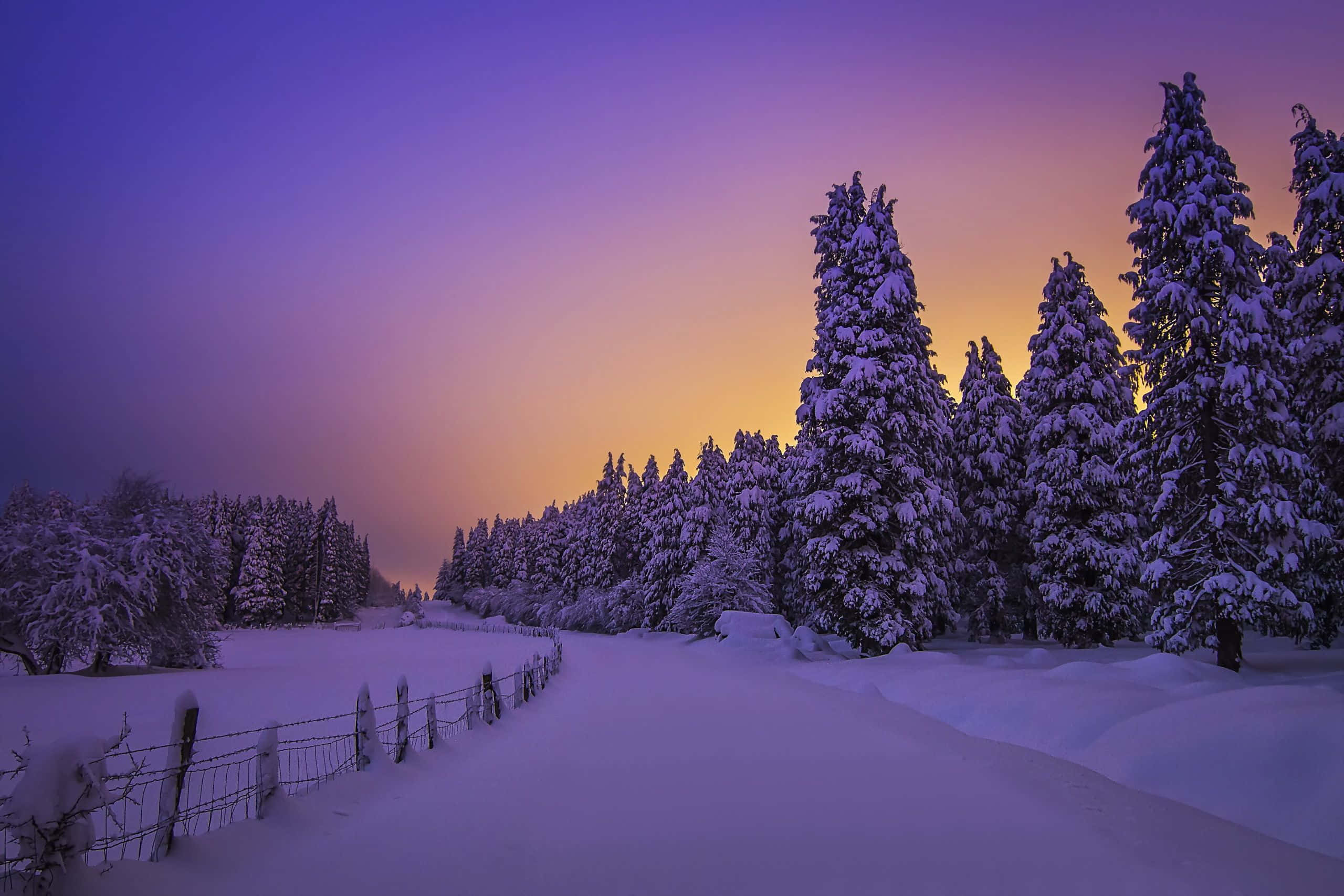 Snowy Landscape 桌布 壁紙 — 暮色中白雪覆蓋的森林小徑，紫色和橙色的天空在積雪的松樹後閃耀。