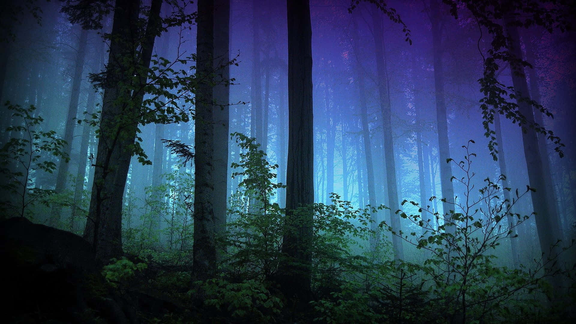 Night Forest 桌布 壁紙 — 暮色中的迷霧森林，高聳的樹木沐浴在穿過濃霧的夢幻藍色和紫色光線中。