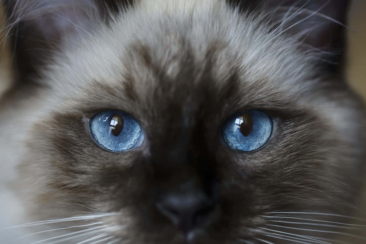Cat Eyes 桌布 壁紙 — 暹羅貓臉部特寫，擁有引人注目的藍色眼睛和柔軟的奶油色和棕色毛髮。
