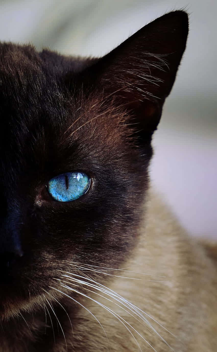 blue eyes 桌布 壁紙 — 暹羅貓臉部特寫，突出其引人注目的藍色眼睛和深色毛髮，背景柔和模糊。