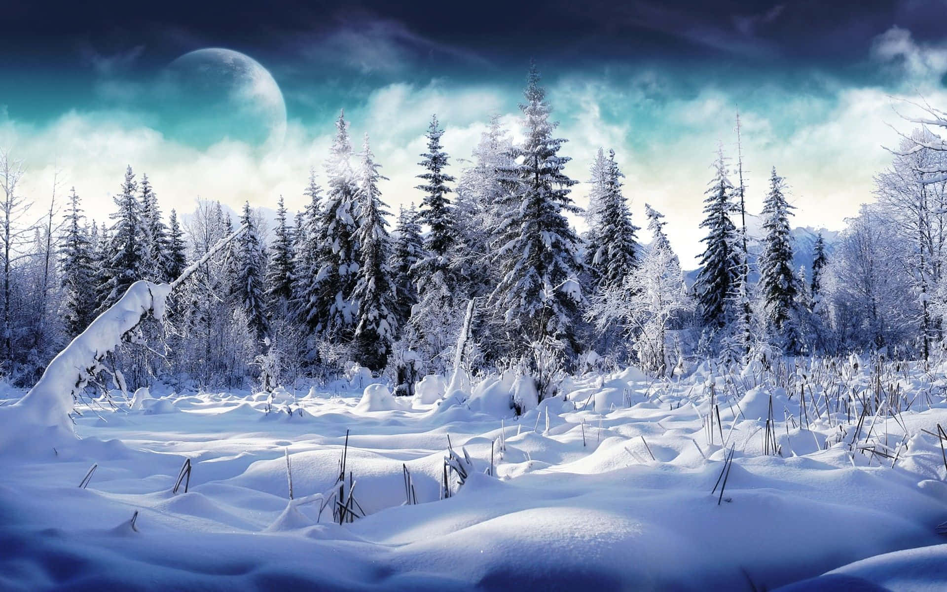 Best Winter 桌布 壁紙 — 月光下白雪覆蓋的森林，松樹披霜，深藍色的暮色天空。