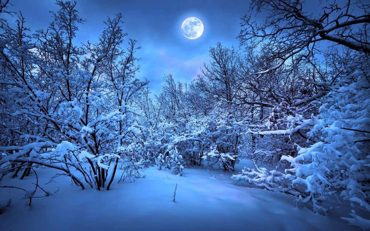 夜空 桌布 壁紙 — 月光下的冬日森林，積雪覆蓋的樹枝在深藍色天空中明亮的滿月下閃耀。