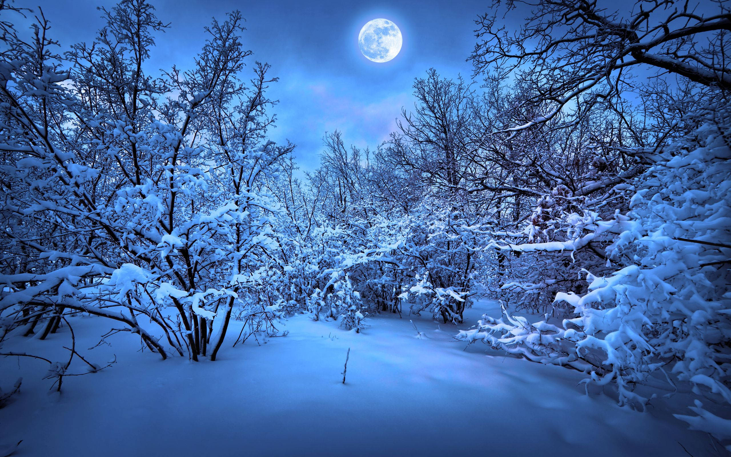 Snow Desktop 桌布 壁紙 — 月光照耀下的冬季森林小徑蜿蜒穿過白雪覆蓋的樹木，明亮的滿月投下藍色陰影。