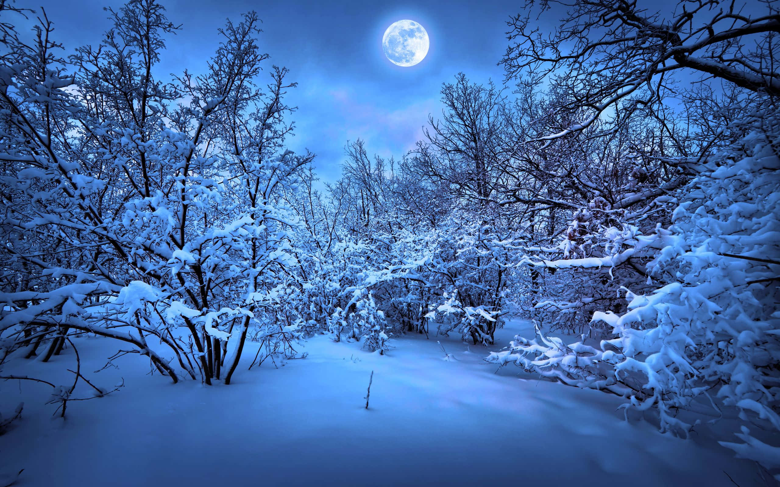 High Resolution Snow 桌布 壁紙 — 月光照耀的冬季森林，積雪覆蓋的樹枝在深藍色天空中明亮的滿月下閃爍。