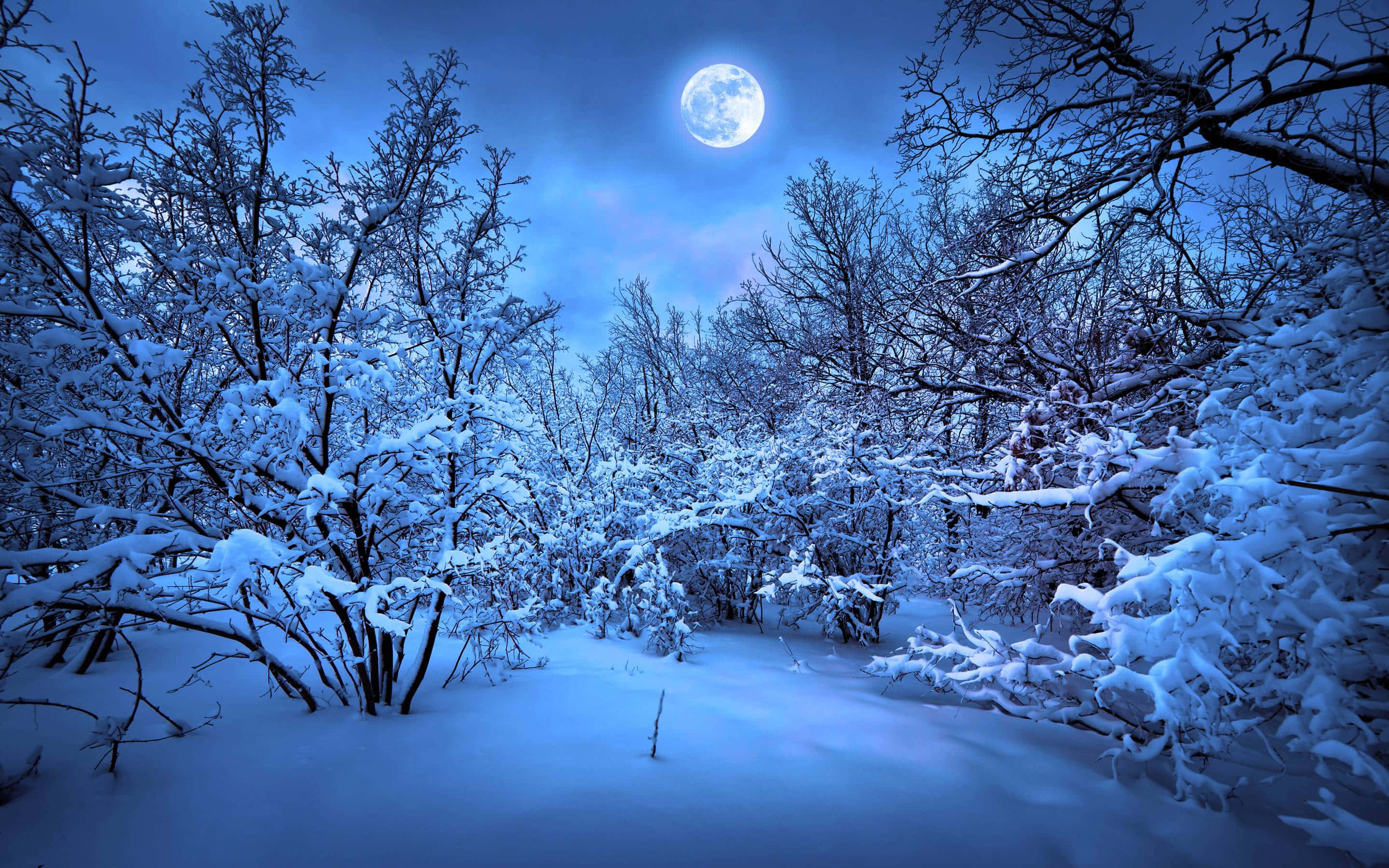 Winter Blues 桌布 壁紙 — 月光照耀的冬日森林，積雪覆蓋的樹枝在深藍色天空中明亮的滿月下閃閃發光。