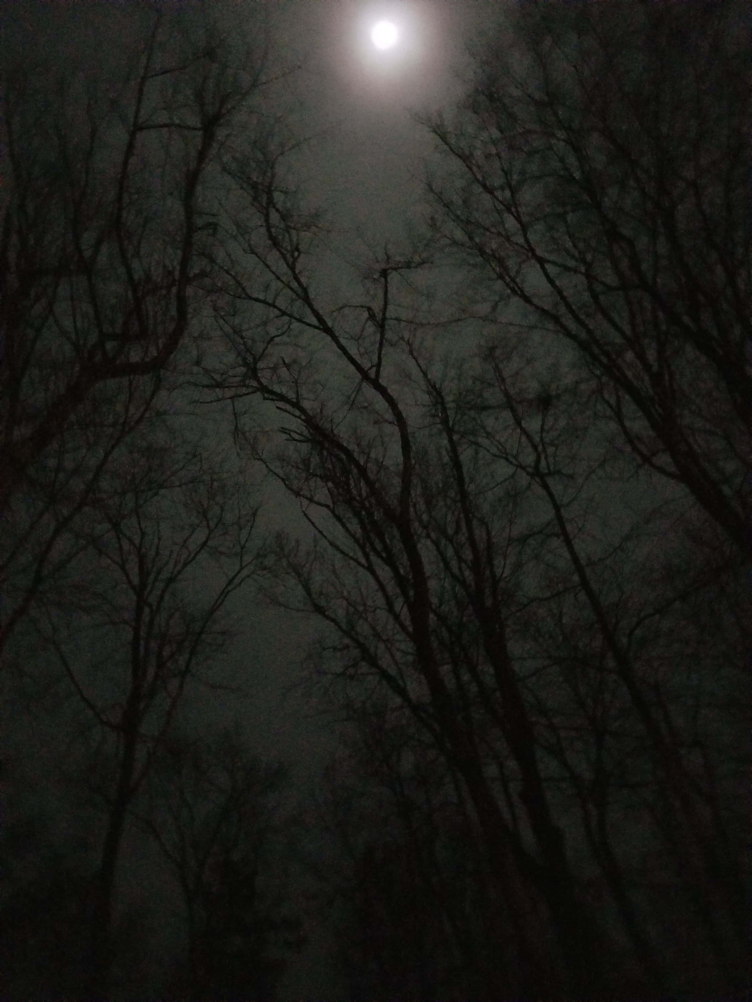 Dark Sky 桌布 壁紙 — 月光穿過霧夜森林中光禿的樹枝，營造出一種令人不安而寧靜的氛圍。