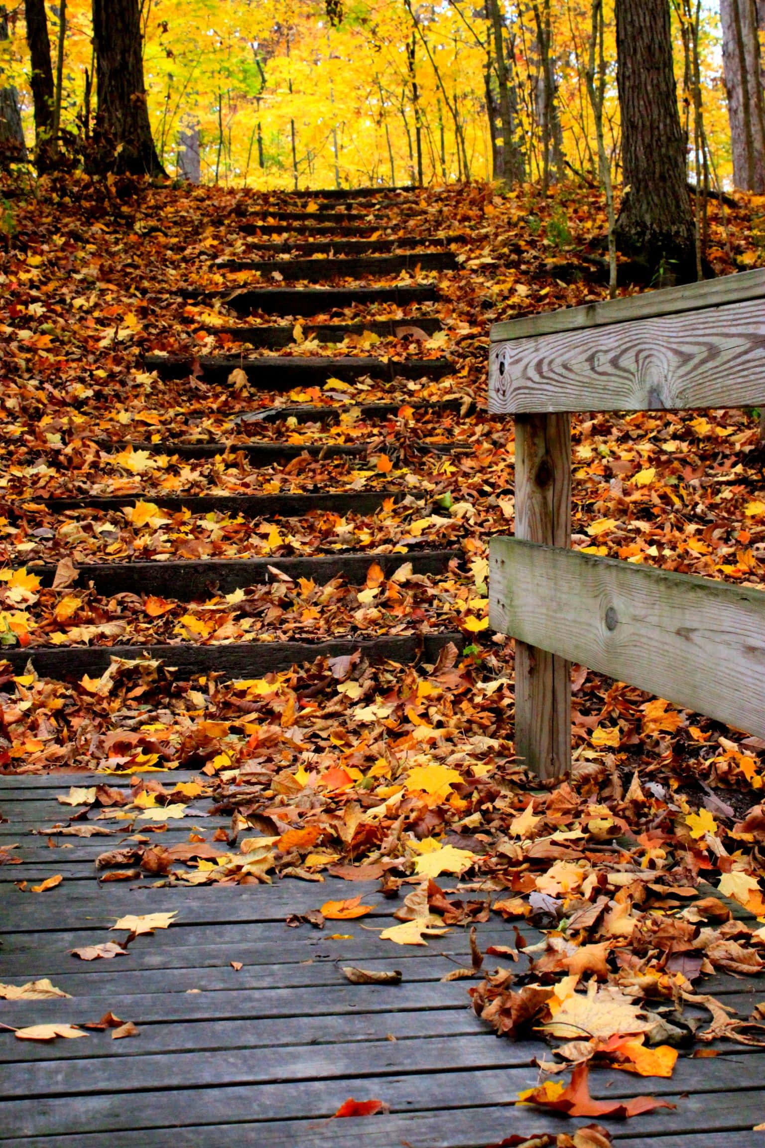 stairs 桌布 壁紙 — 木樓梯被金色秋葉覆蓋，穿過一片充滿鮮黃色樹葉的森林向上延伸。