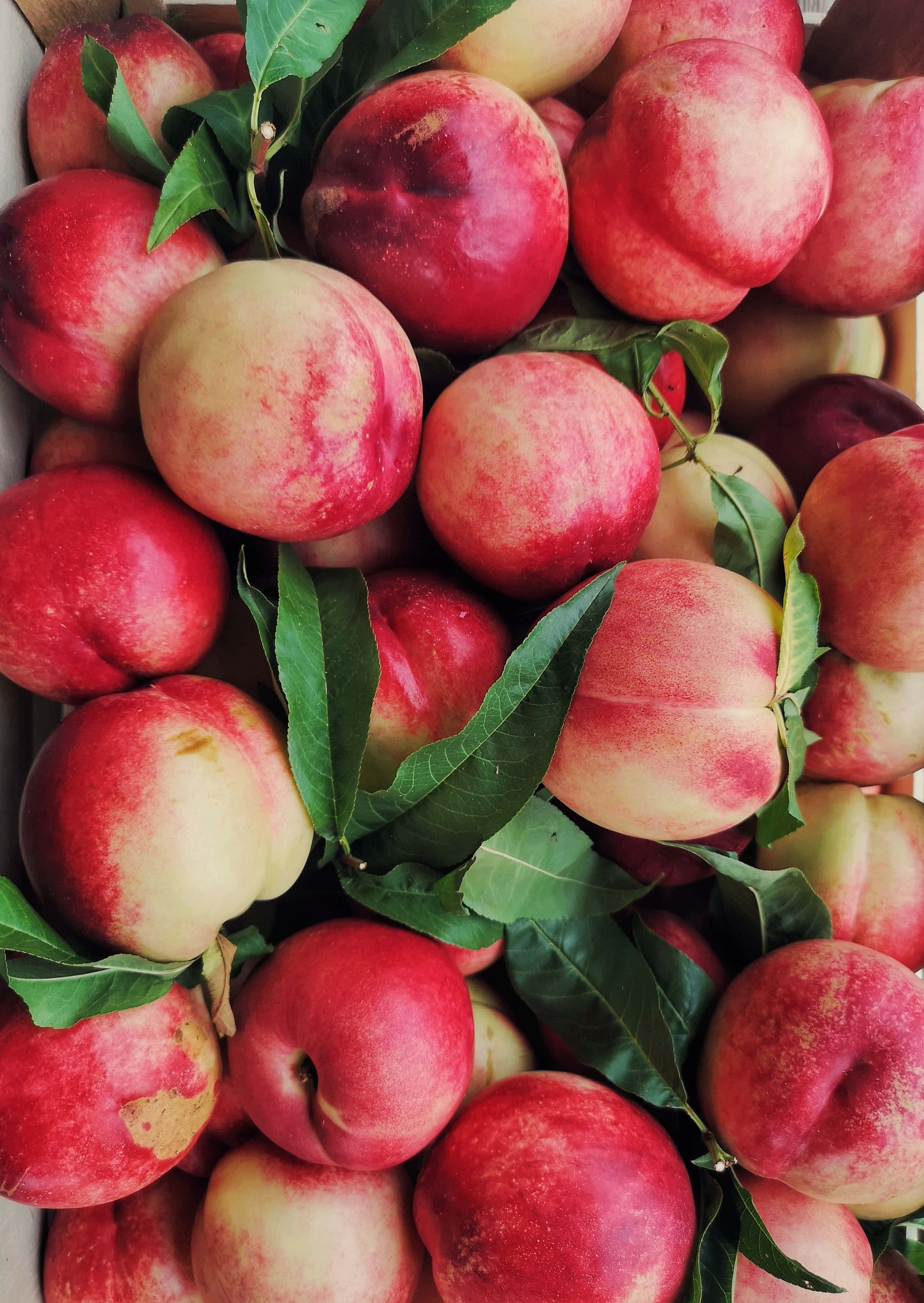 Peaches 桌布 壁紙 — 木箱中成熟桃子與綠葉的特寫。