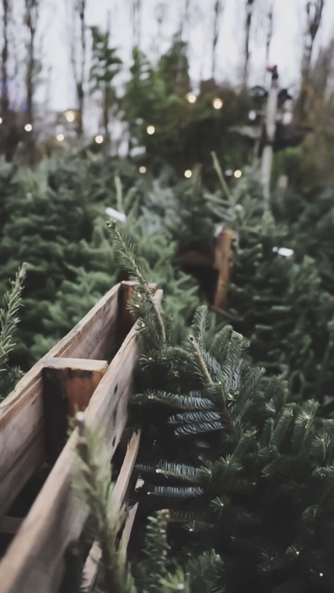 Tumblr Christmas 桌布 壁紙 — 木箱中的一排排常綠樹在節日冬季環境中，在串燈下柔和地發光。