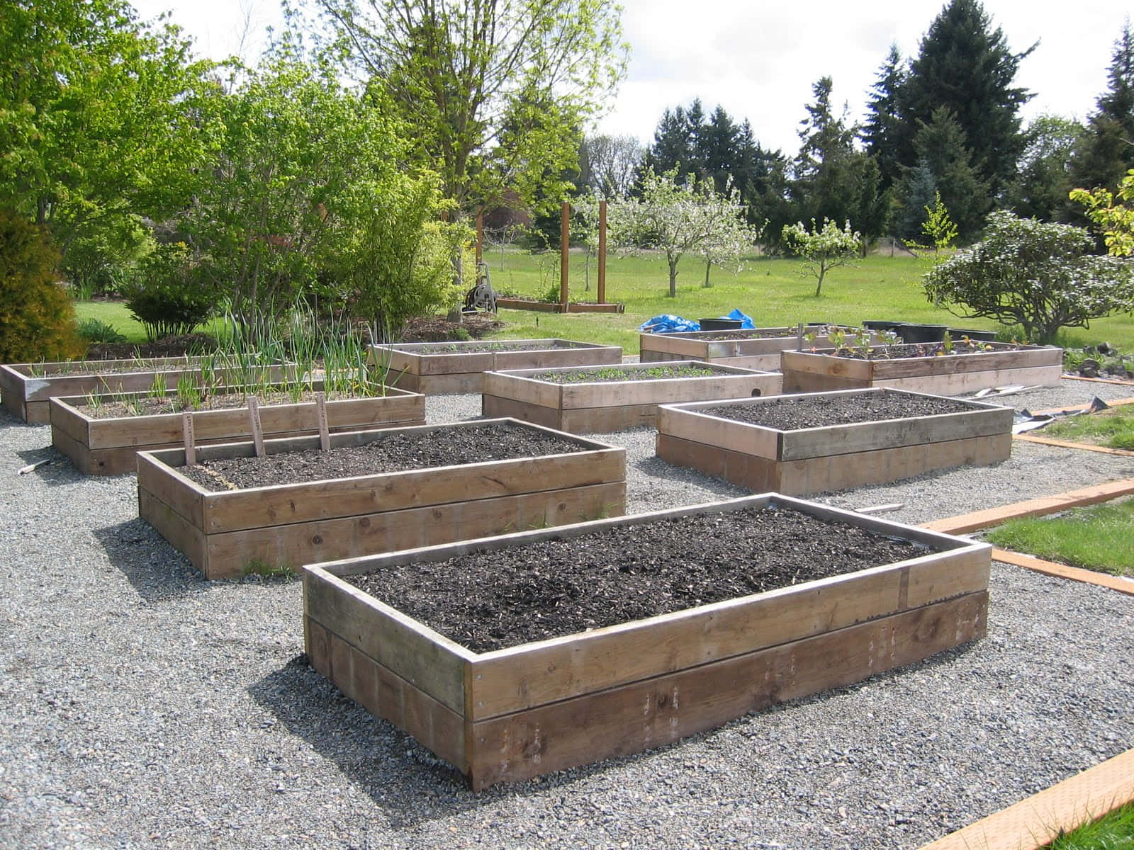 Garden Bed 桌布 壁紙 — 木製高架花床裝滿土壤和幼苗，放置在陽光充足的後院花園的礫石上。