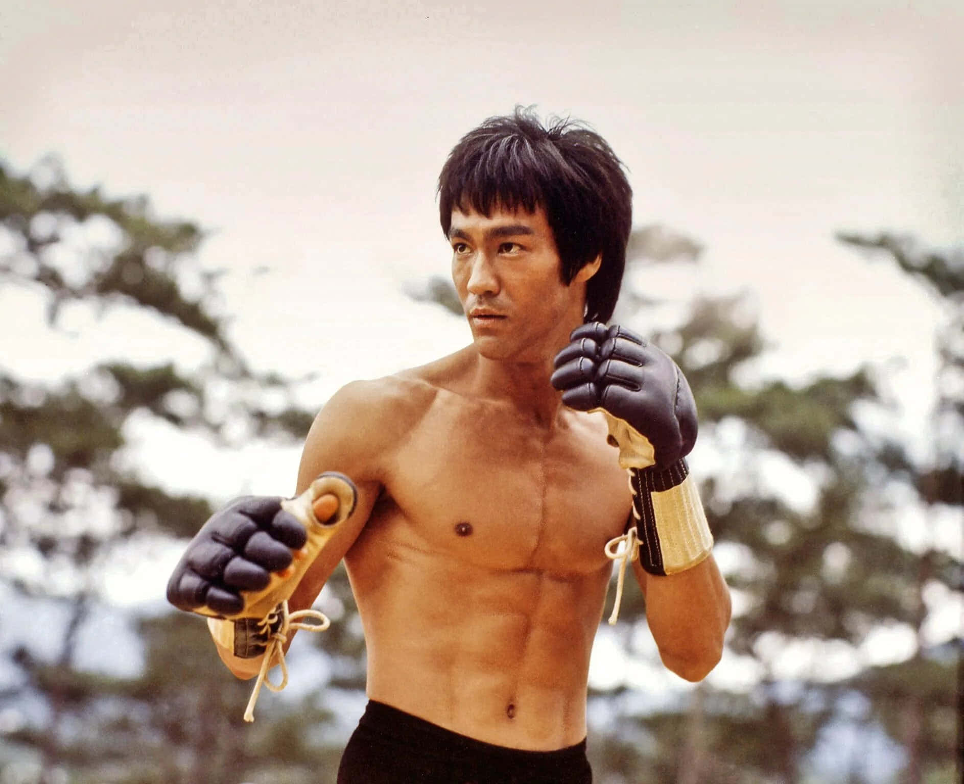 李小龍 桌布 壁紙 — 李小龍赤裸上身，在戶外擺出戰鬥姿勢，戴著黑色和金色手套，身後樹木模糊。