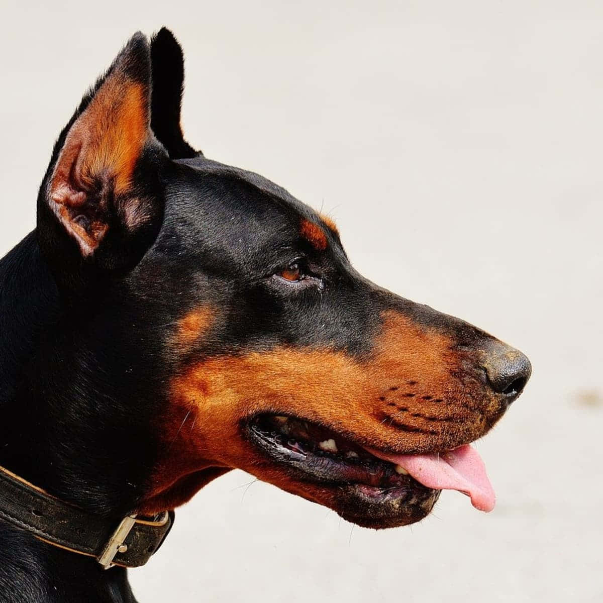 Dogs 桌布 壁紙 — 杜賓犬頭部側面特寫，舌頭伸出，背景純色。