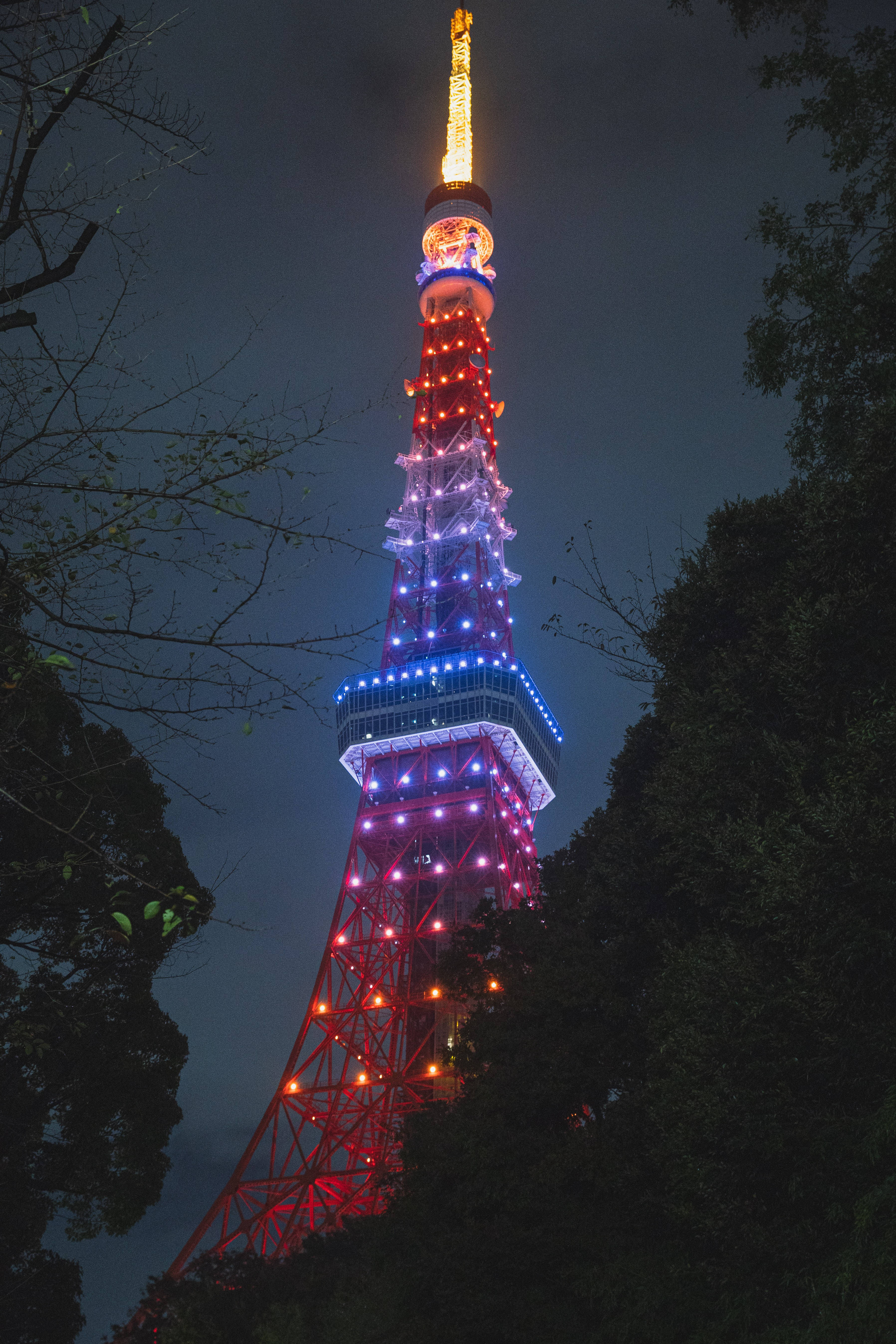 日本 桌布 壁紙 — 東京鐵塔在漆黑的夜空下，被剪影般的樹木環繞，閃爍著鮮豔的紅、藍、金色燈光。