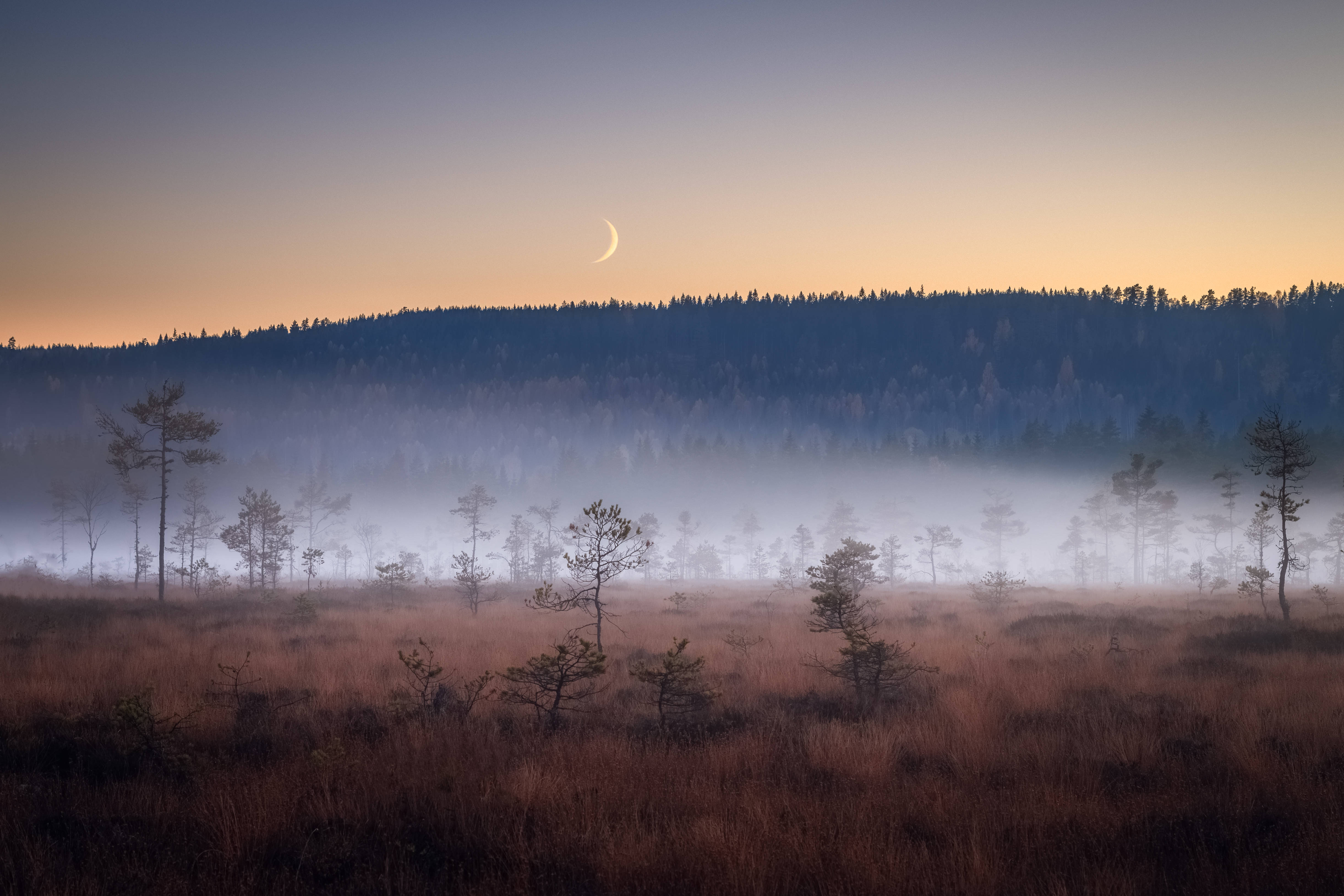Sweden 桌布 壁紙 — 松樹林上空的霧氣黎明，一彎新月在地平線上方閃耀。