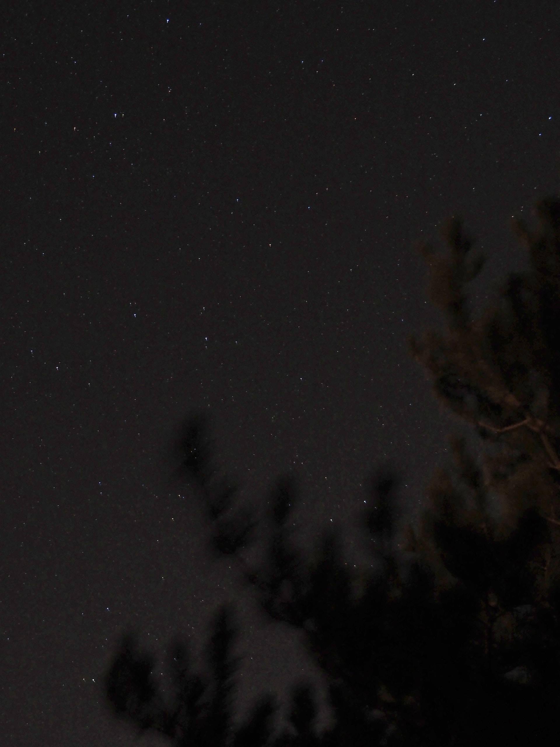 Silhouette 桌布 壁紙 — 松樹枝條的黑色剪影框住的星空夜空。