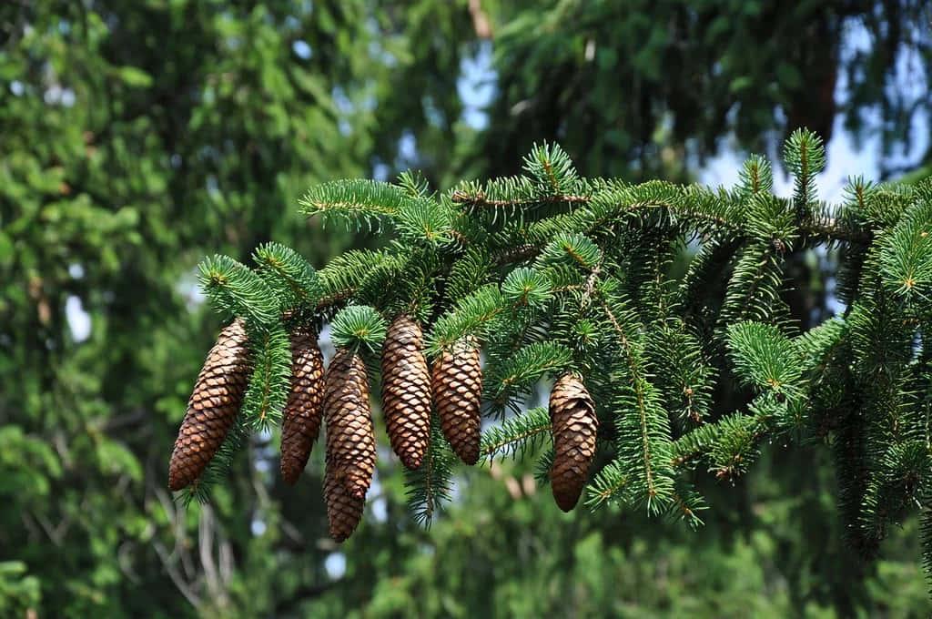 Evergreen Trees 桌布 壁紙 — 松樹枝的特寫，上面掛滿了棕色松果，背景是茂密的綠色針葉和斑駁的陽光。