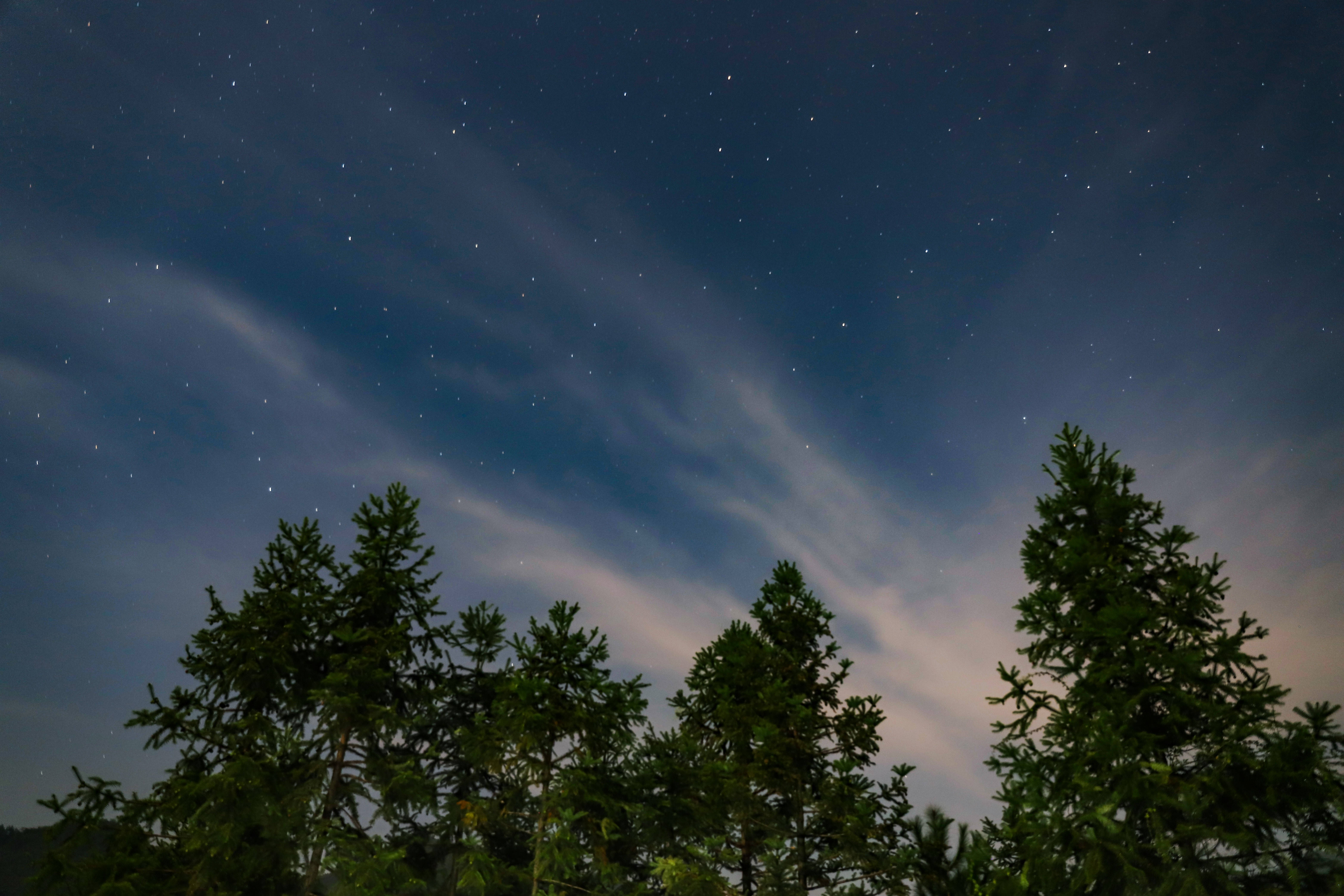 天空 桌布 壁紙 — 松樹的剪影框住了一個繁星點點的夜空，縷縷雲彩飄過。