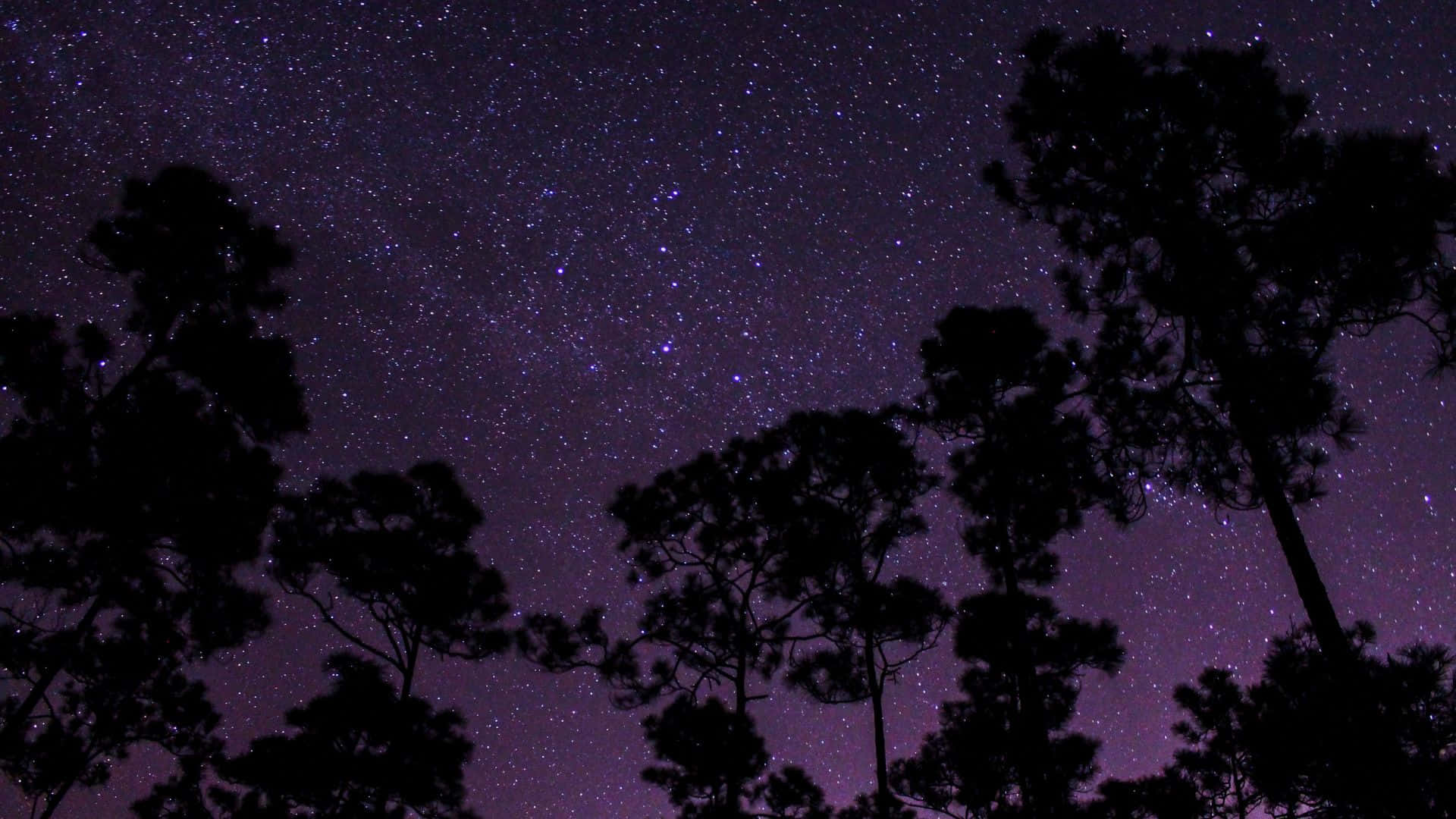 星空動畫 桌布 壁紙 — 松樹的剪影框出了一個充滿閃爍星星的鮮豔紫色夜空。