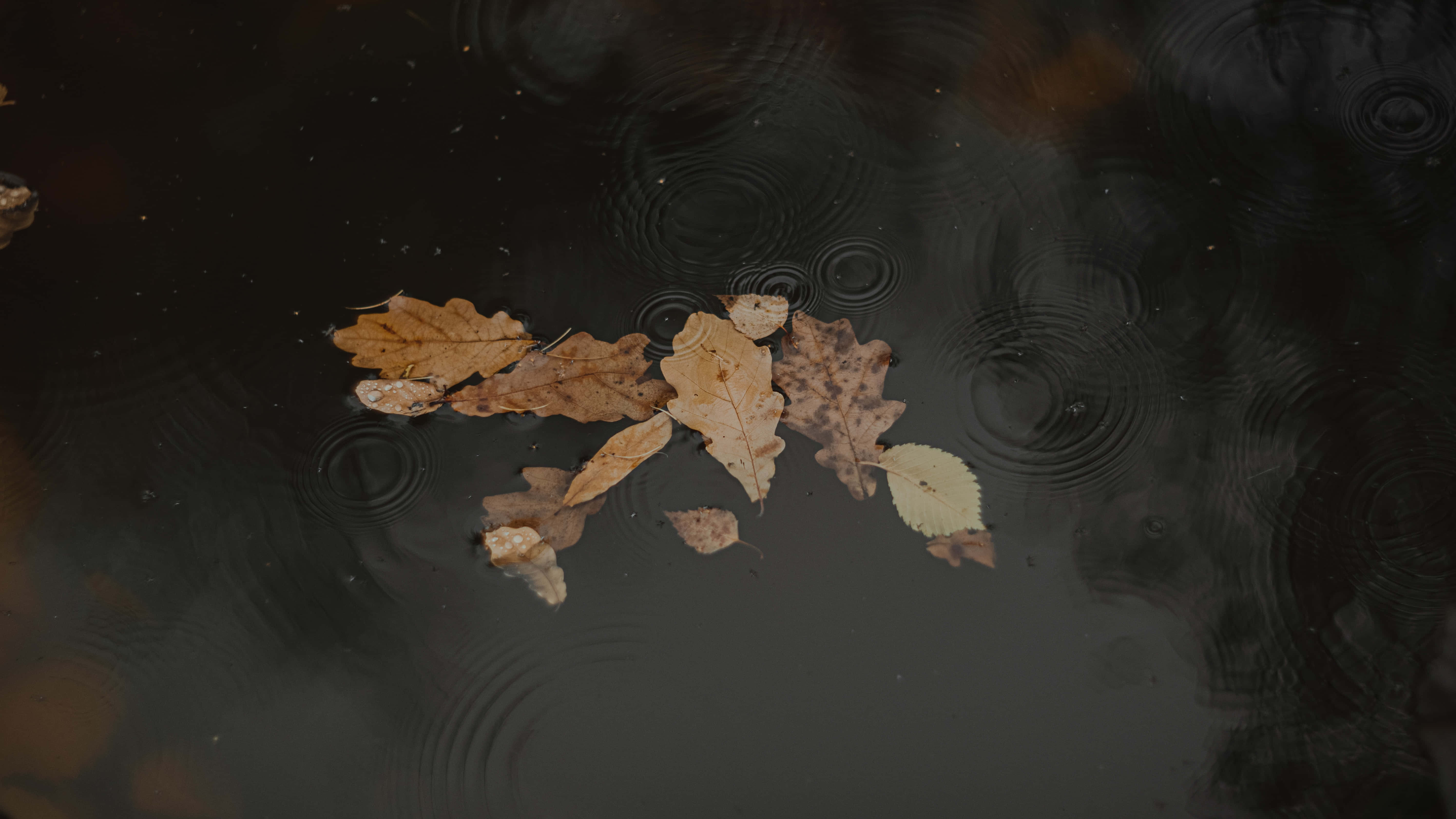 Fall Rain 桌布 壁紙 — 枯葉在暗水上靜靜漂浮，雨滴在它們周圍形成溫柔的同心漣漪。