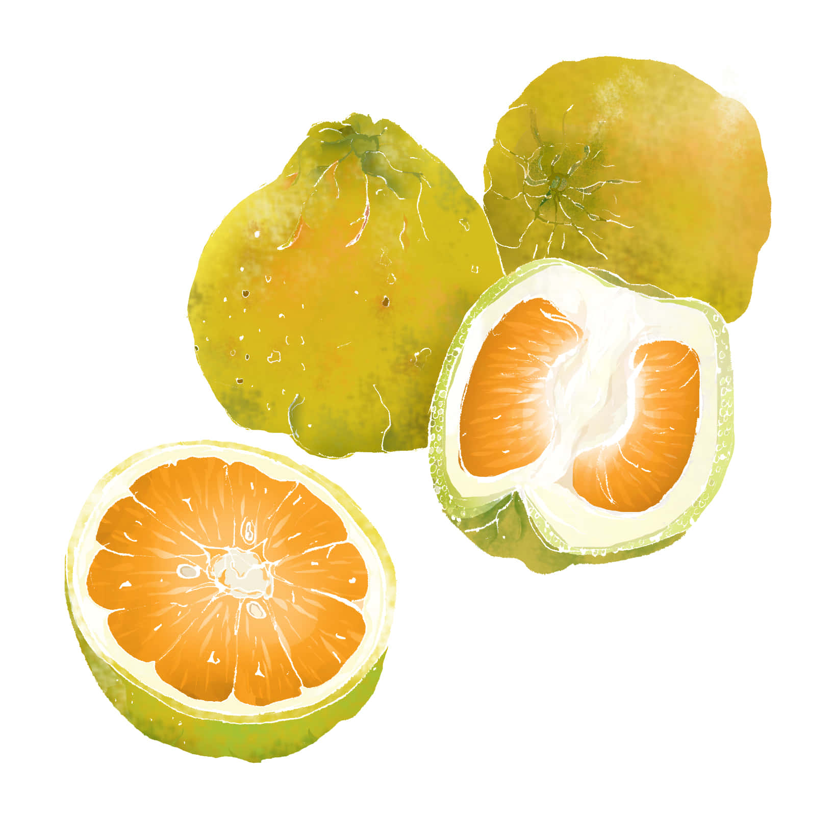 Fruits 桌布 壁紙 — 柑橘類水果的水彩插圖，帶有鮮豔的橙色果肉和紋理清晰的綠色果皮，背景為純白色。
