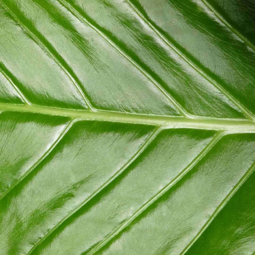 Leaves 桌布 壁紙 — 柔光下光澤綠色葉片的特寫，具有突出的平行葉脈和細微紋理。