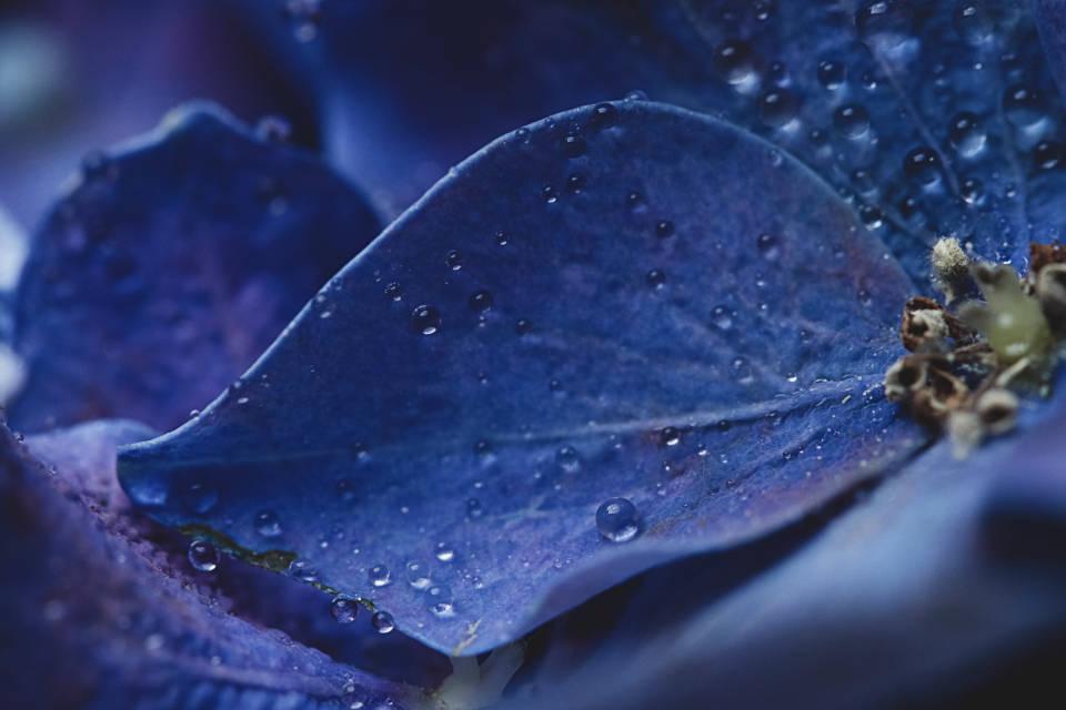 桌布 壁紙 — 柔光下深藍色花瓣上閃爍著露珠的特寫。