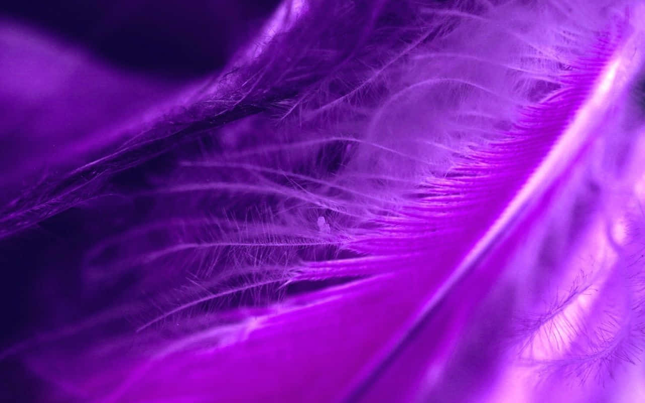 Purple Feathers 桌布 壁紙 — 柔光下閃爍著細緻羽枝的鮮豔紫色羽毛特寫。