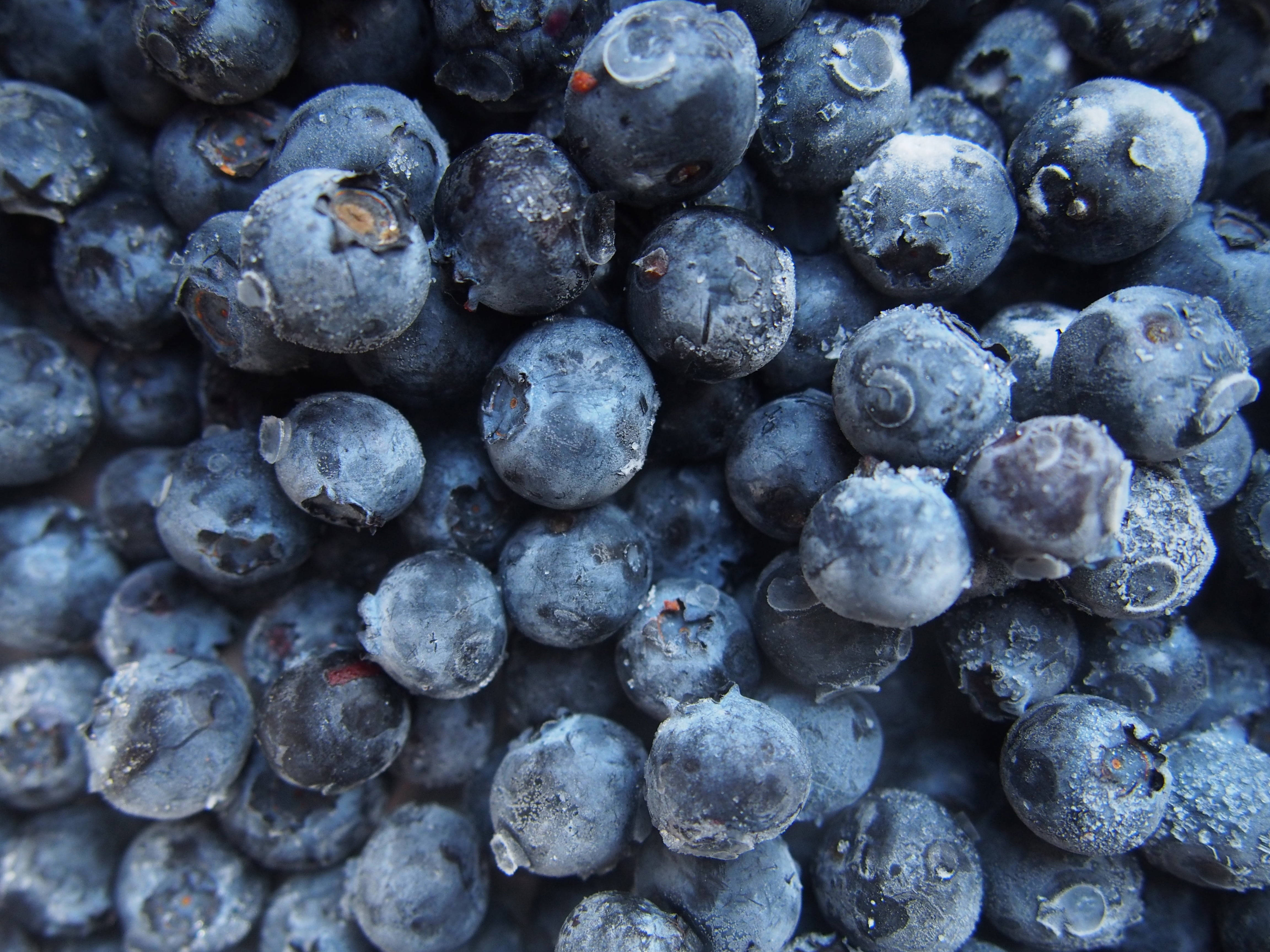 Fruits 桌布 壁紙 — 柔光下閃爍著霜粉的飽滿藍莓特寫。