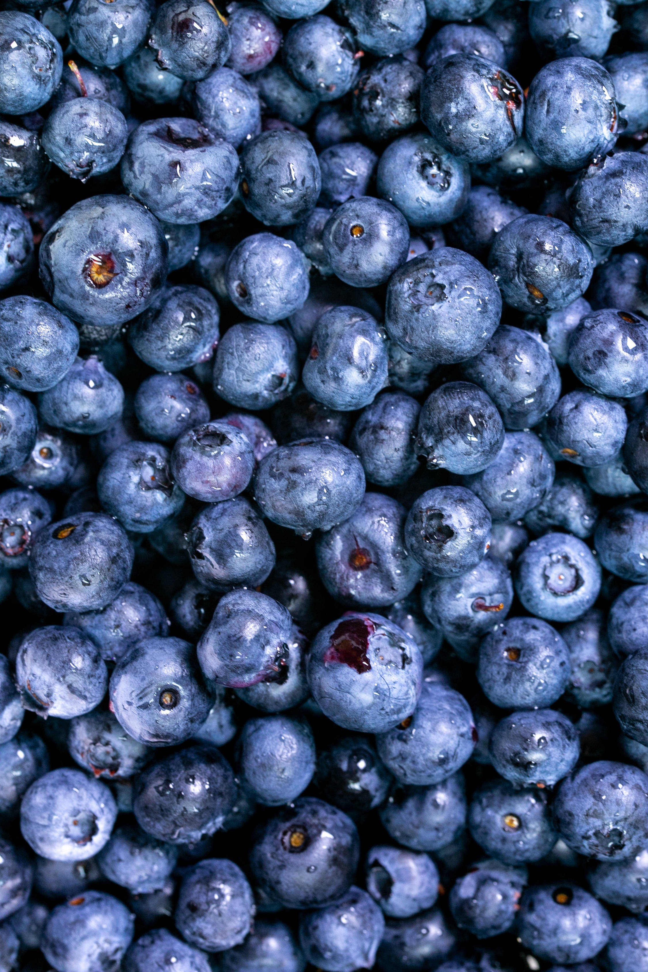 Fruits 桌布 壁紙 — 柔光下飽滿藍莓閃爍露珠的特寫。