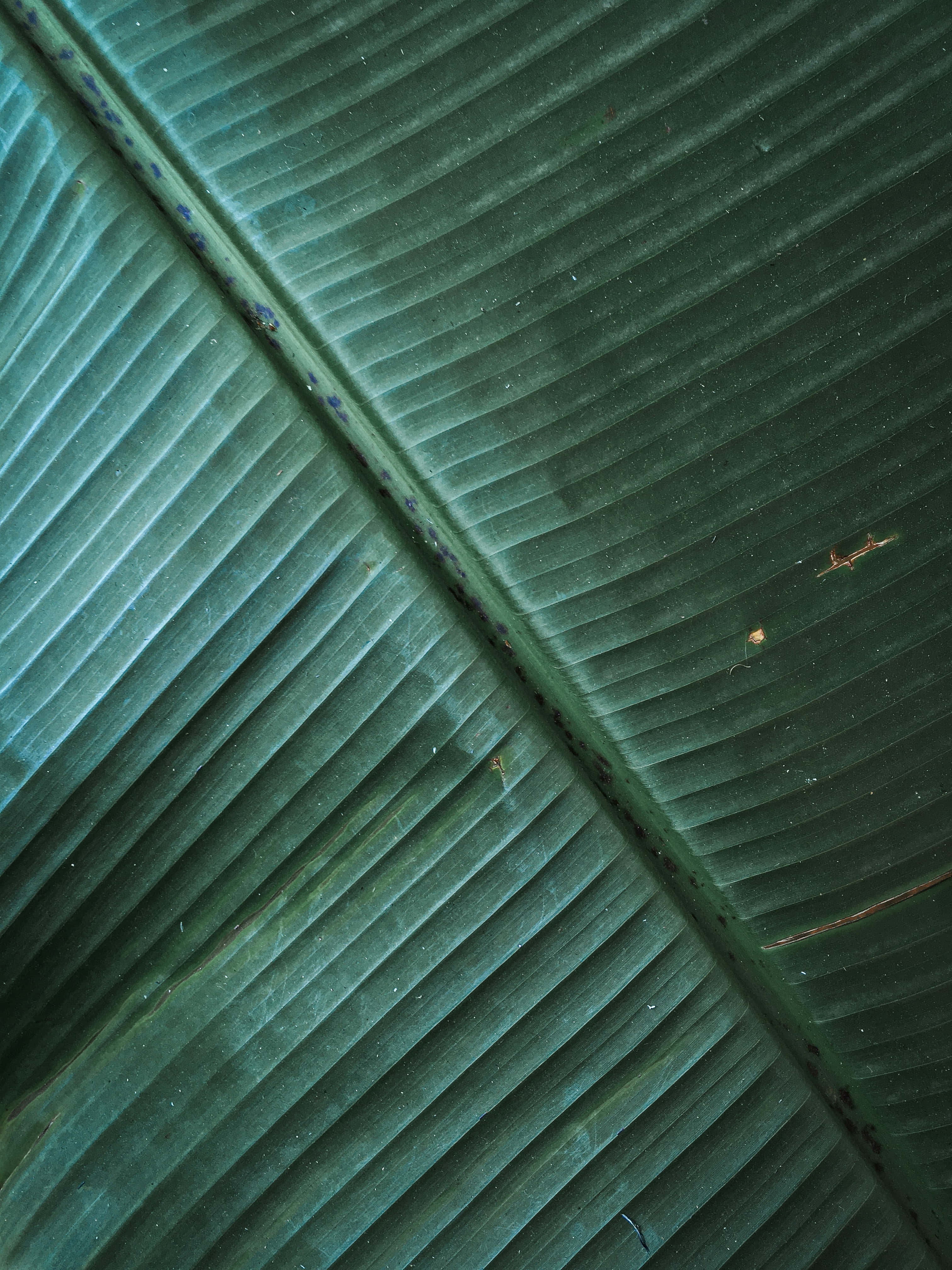 Banana Leaf 桌布 壁紙 — 柔和光線下，一片帶有明顯葉脈和細微瑕疵的大綠葉特寫。