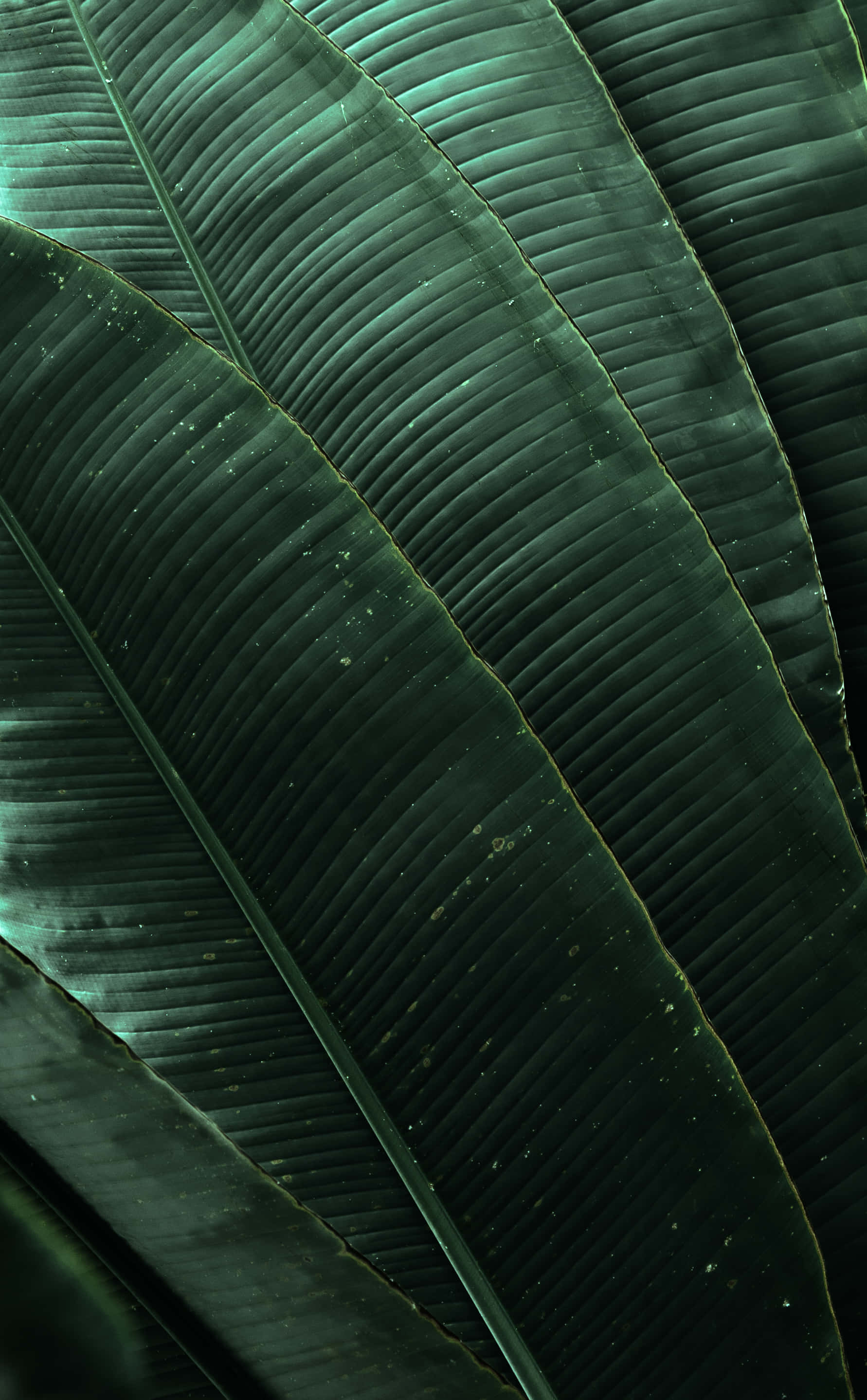 Aesthetic Palm Leaves 桌布 壁紙 — 柔和光線下，大型深綠色熱帶葉子的特寫，帶有複雜的平行葉脈和細微斑點。