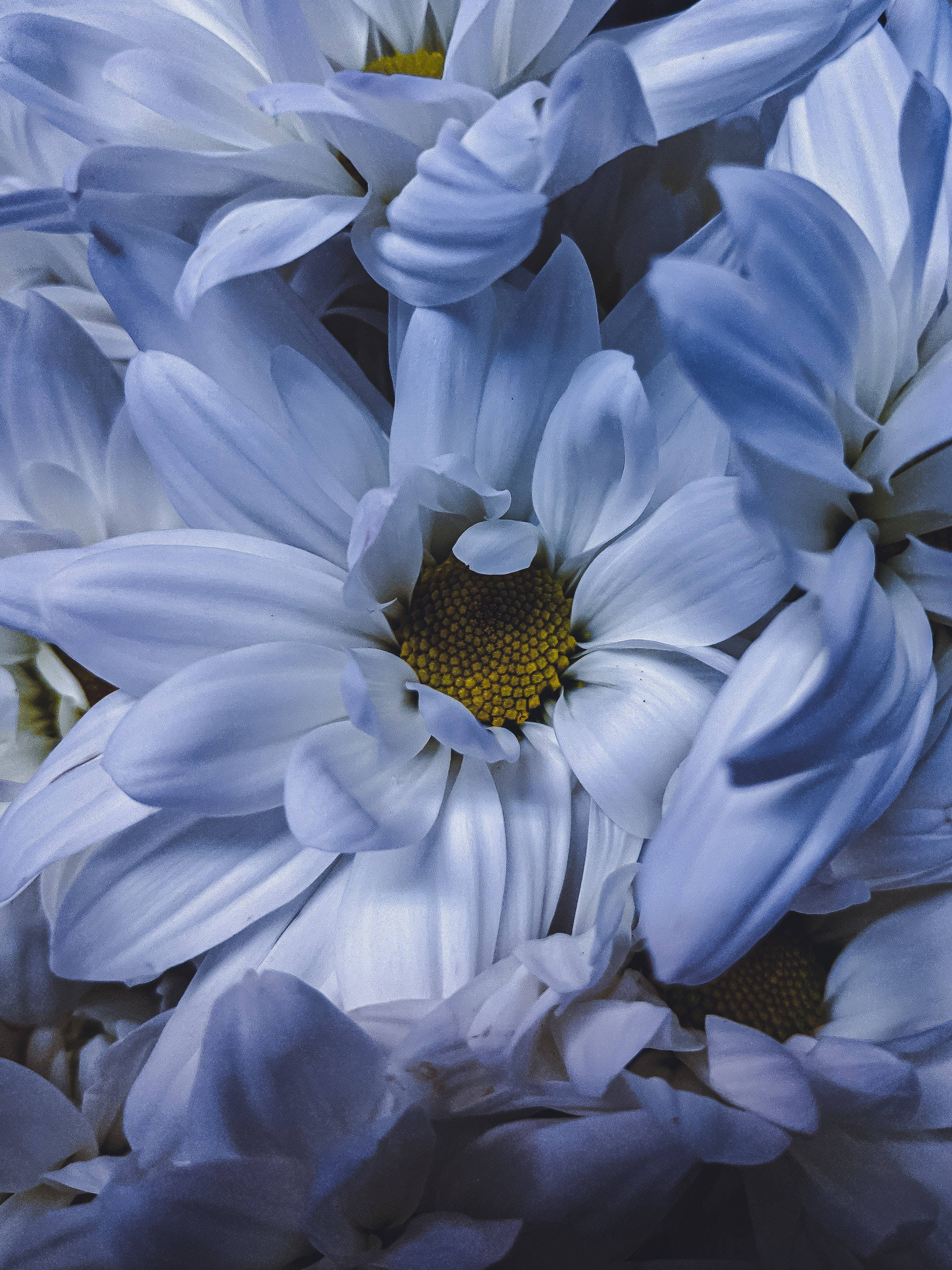 flower android 桌布 壁紙 — 柔和冷光下，帶有黃色花心的精緻藍色雛菊特寫。