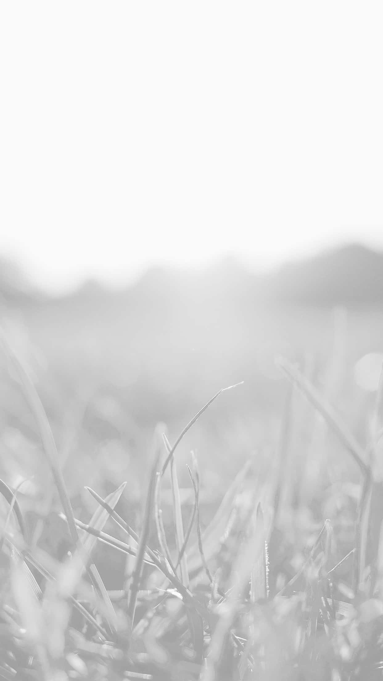 Light Gray iPhone 桌布 壁紙 — 柔和單色草葉特寫，背景模糊，光線柔和。