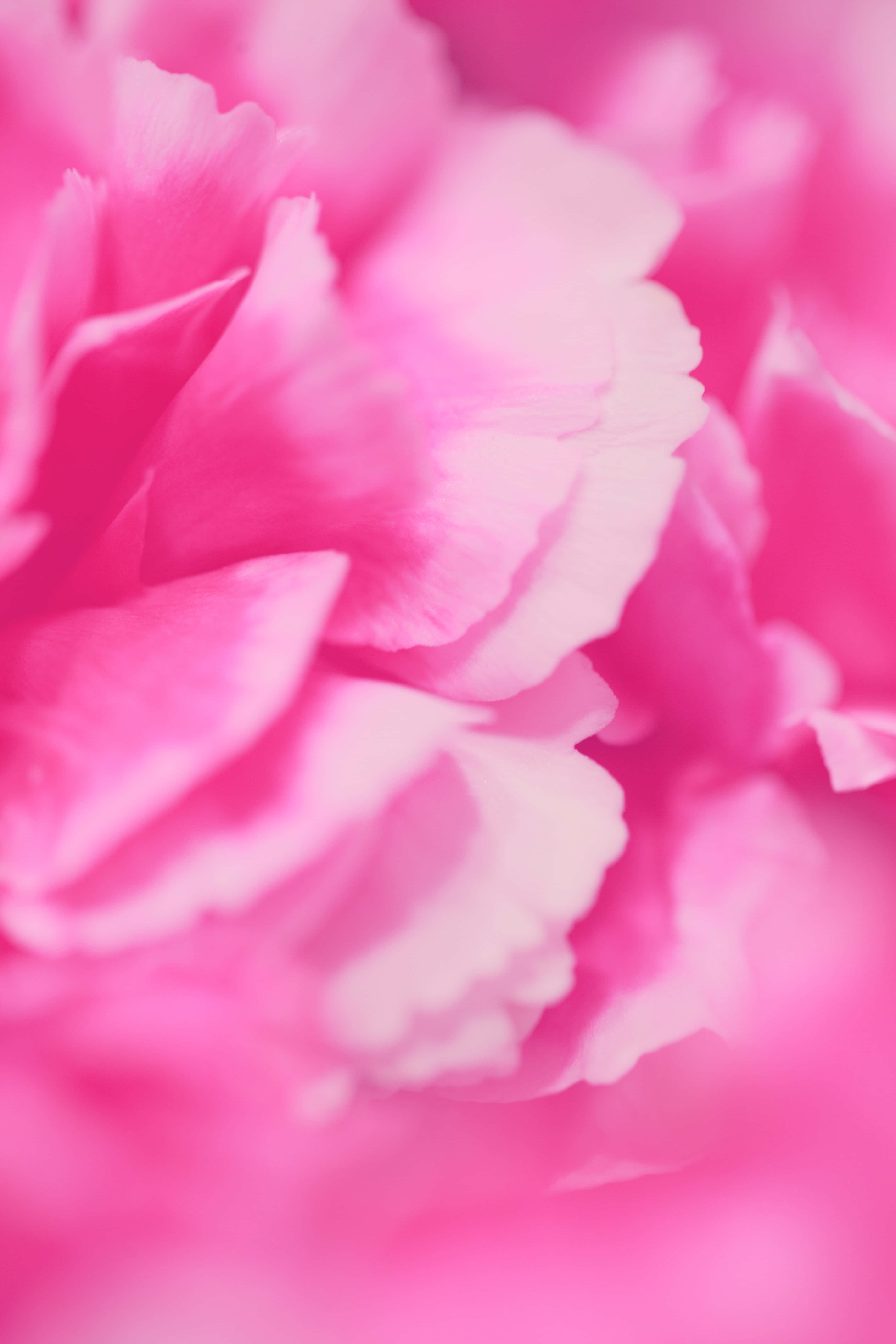 Pink Flower 桌布 壁紙 — 柔和對焦的微距拍攝，呈現鮮豔粉紅色康乃馨花瓣，帶有細膩漸變和模糊邊緣。
