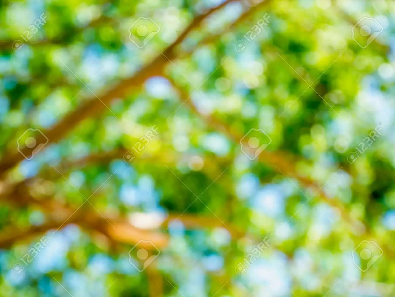Nature Green 桌布 壁紙 — 柔和散景，陽光照射的綠葉和棕色樹枝映襯著明亮的藍天。